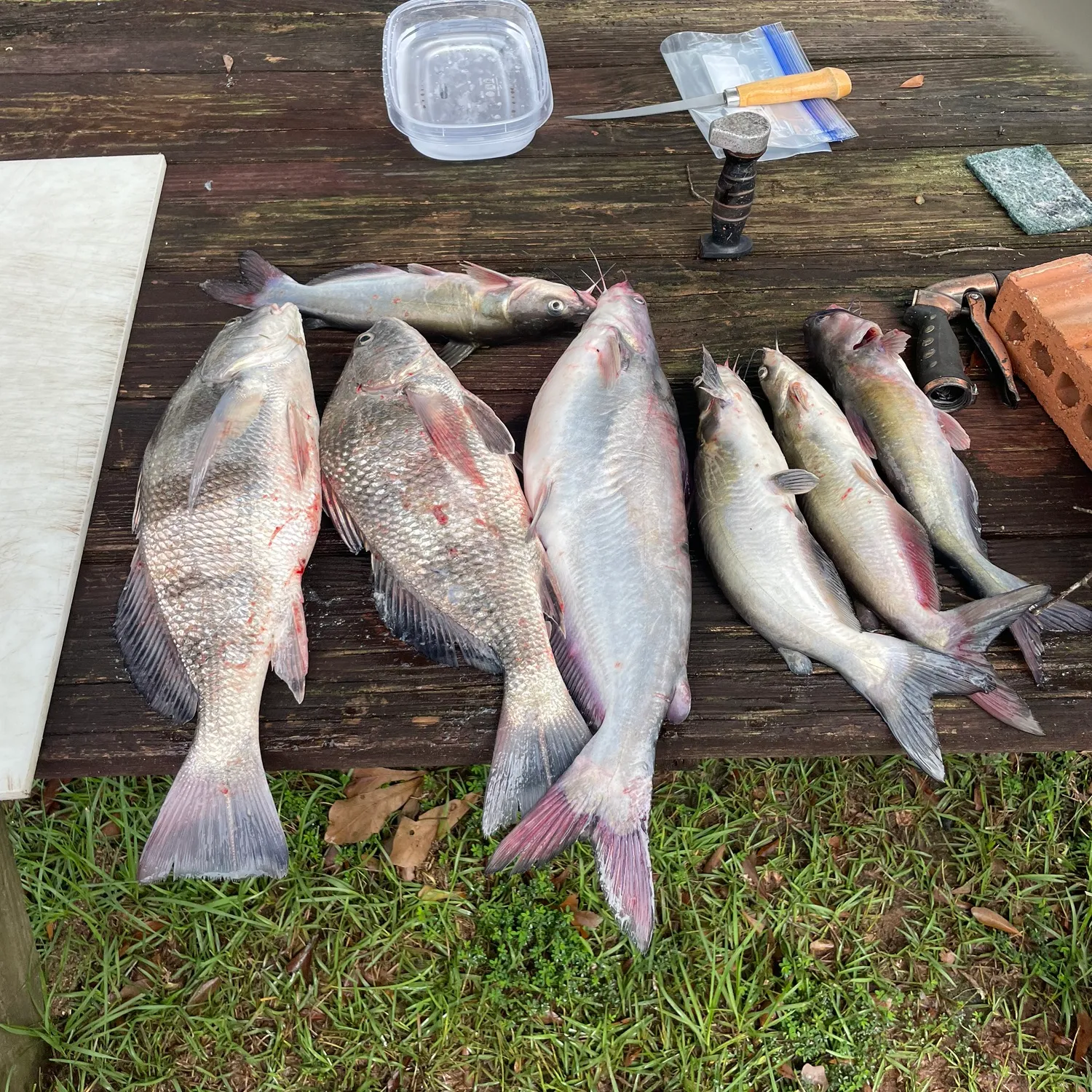 recently logged catches