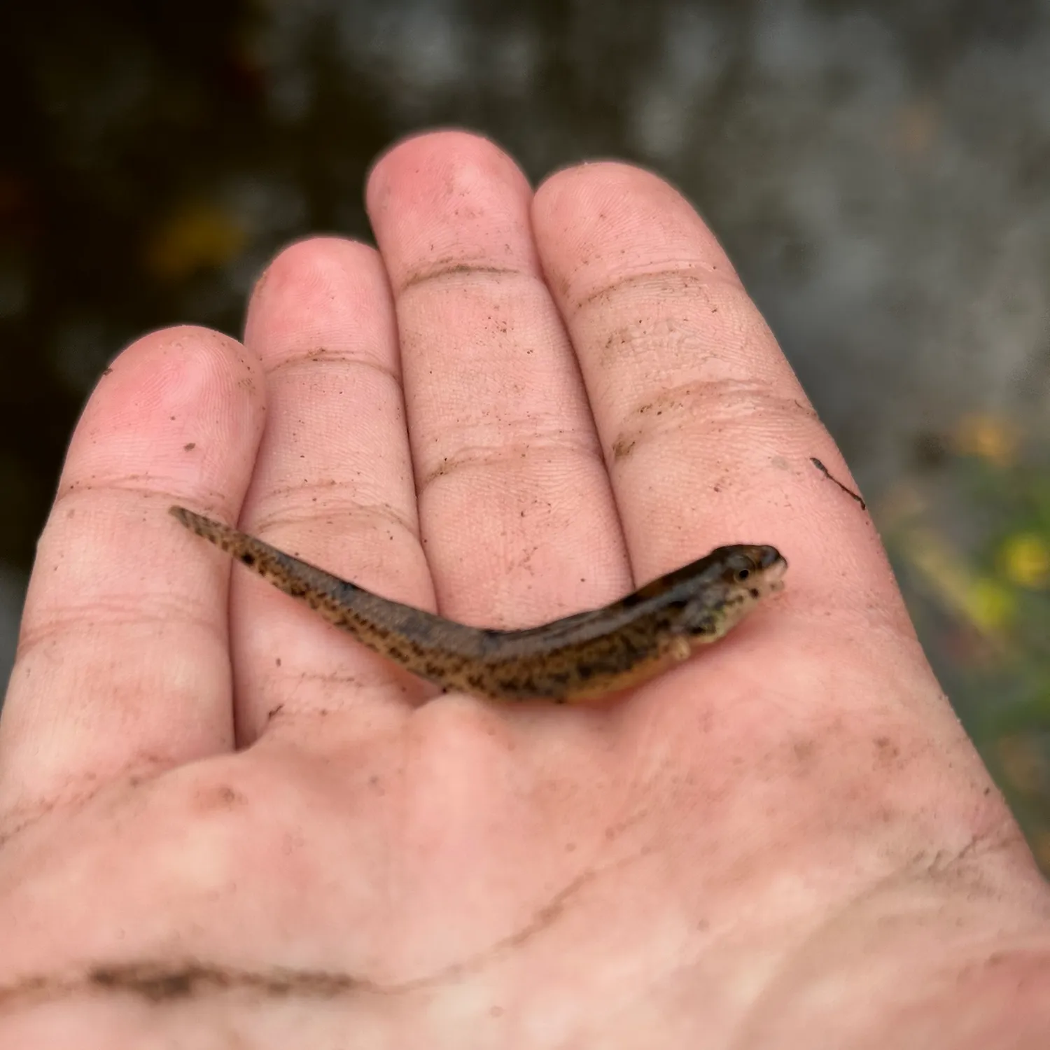 The most popular recent Iowa darter catch on Fishbrain