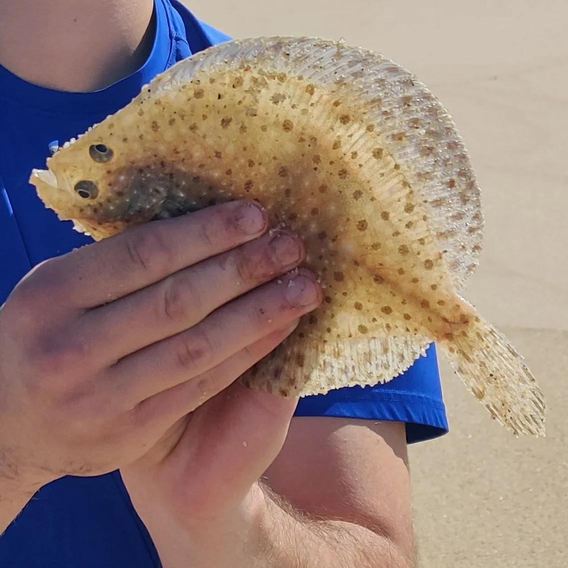 The most popular recent Windowpane flounder catch on Fishbrain