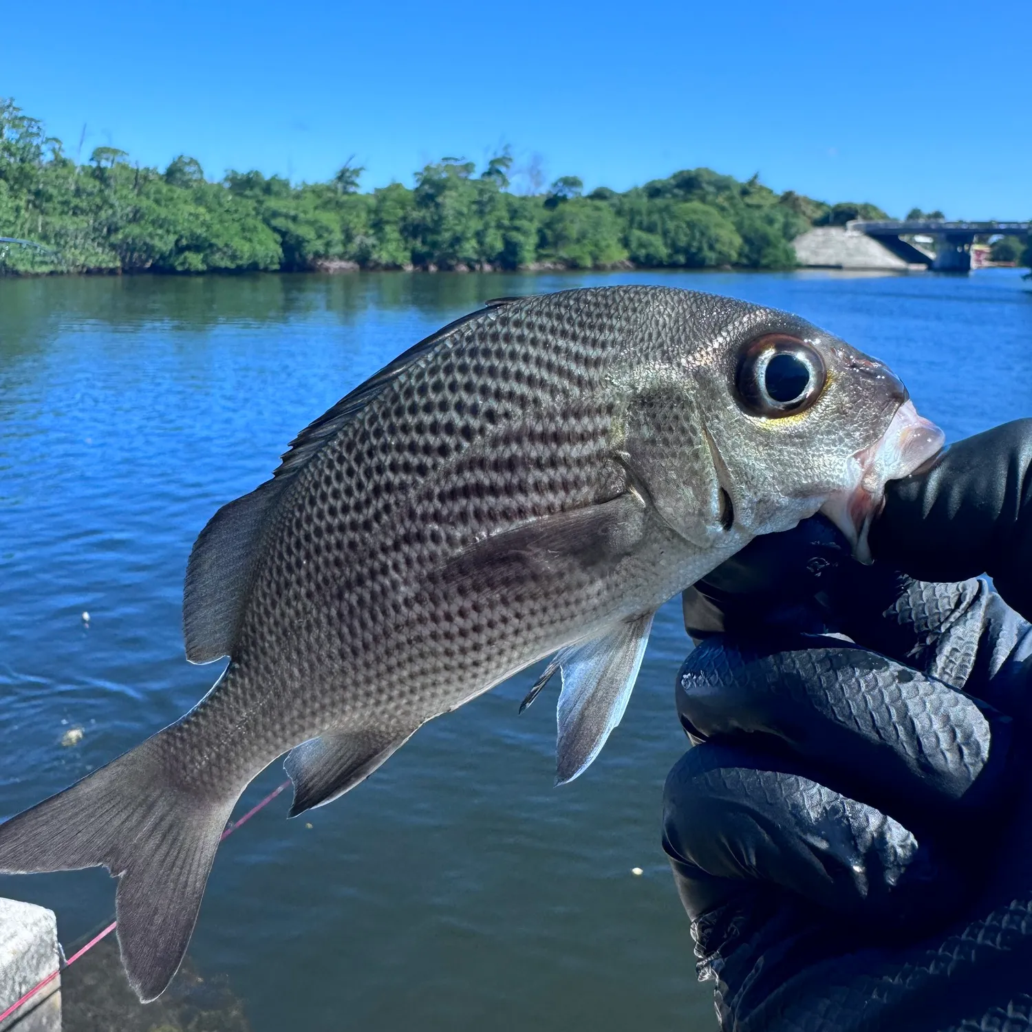 The most popular recent Sailor's choice grunt catch on Fishbrain