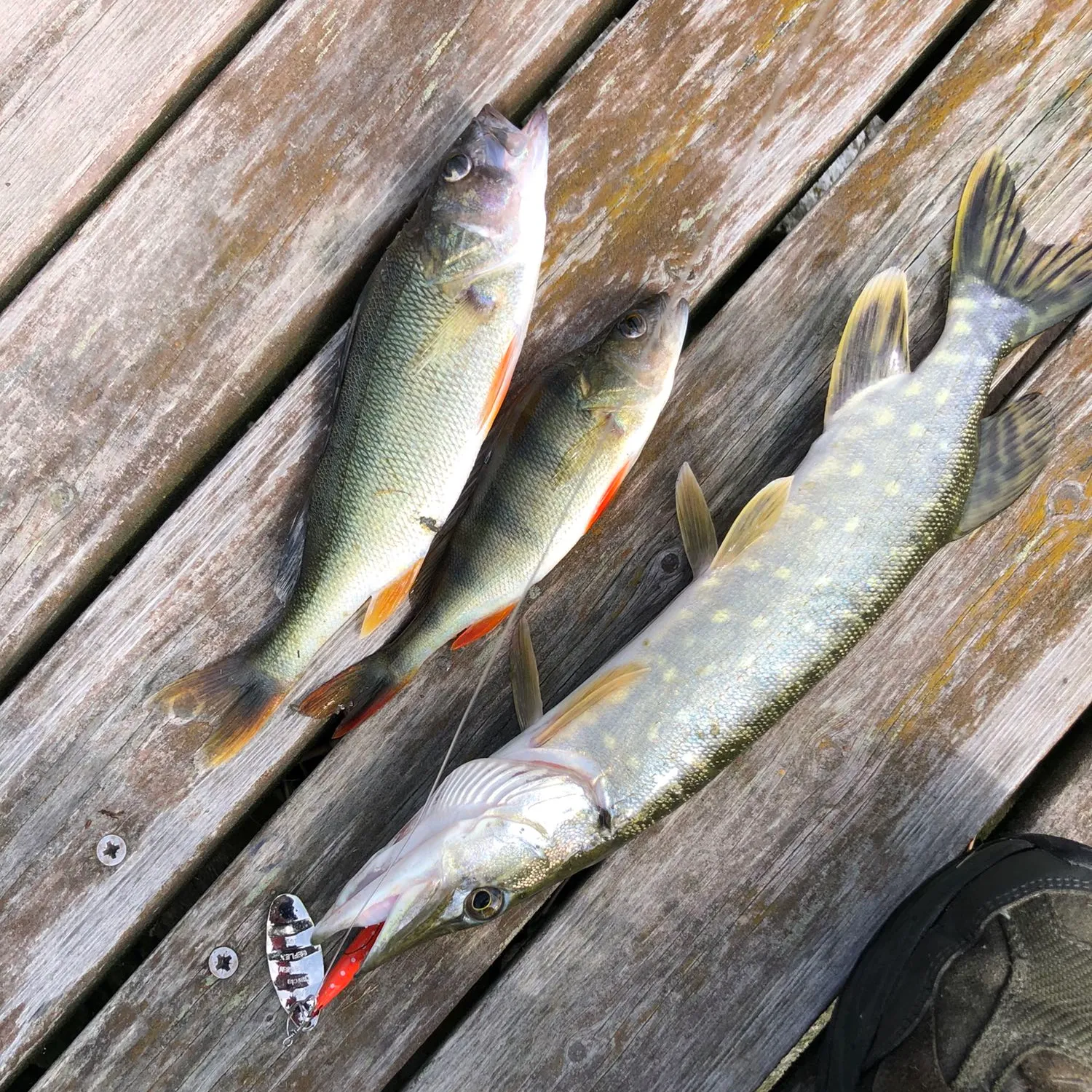 recently logged catches