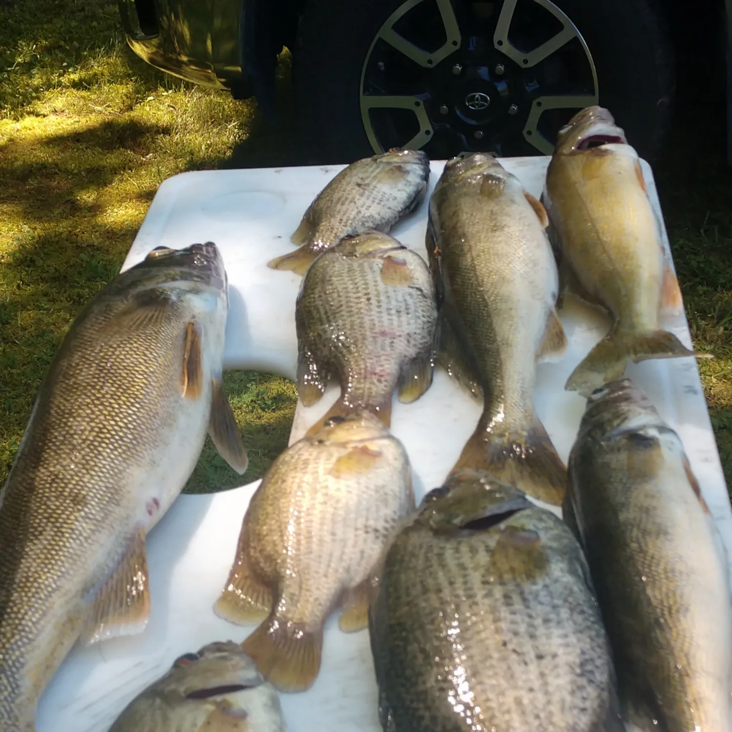 recently logged catches