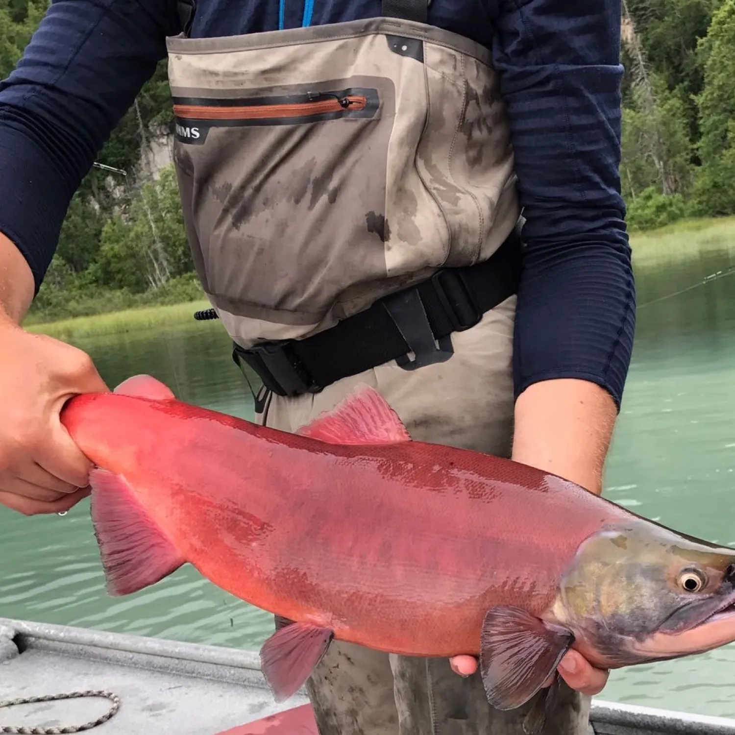 The most popular recent Sockeye salmon catch on Fishbrain