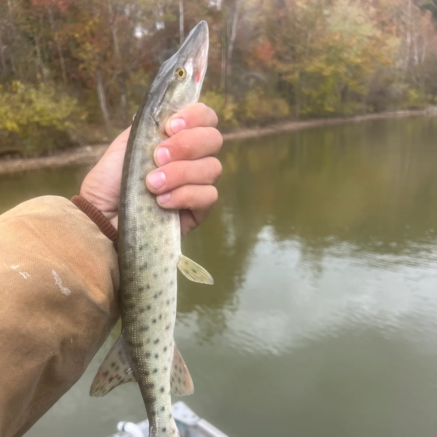 recently logged catches