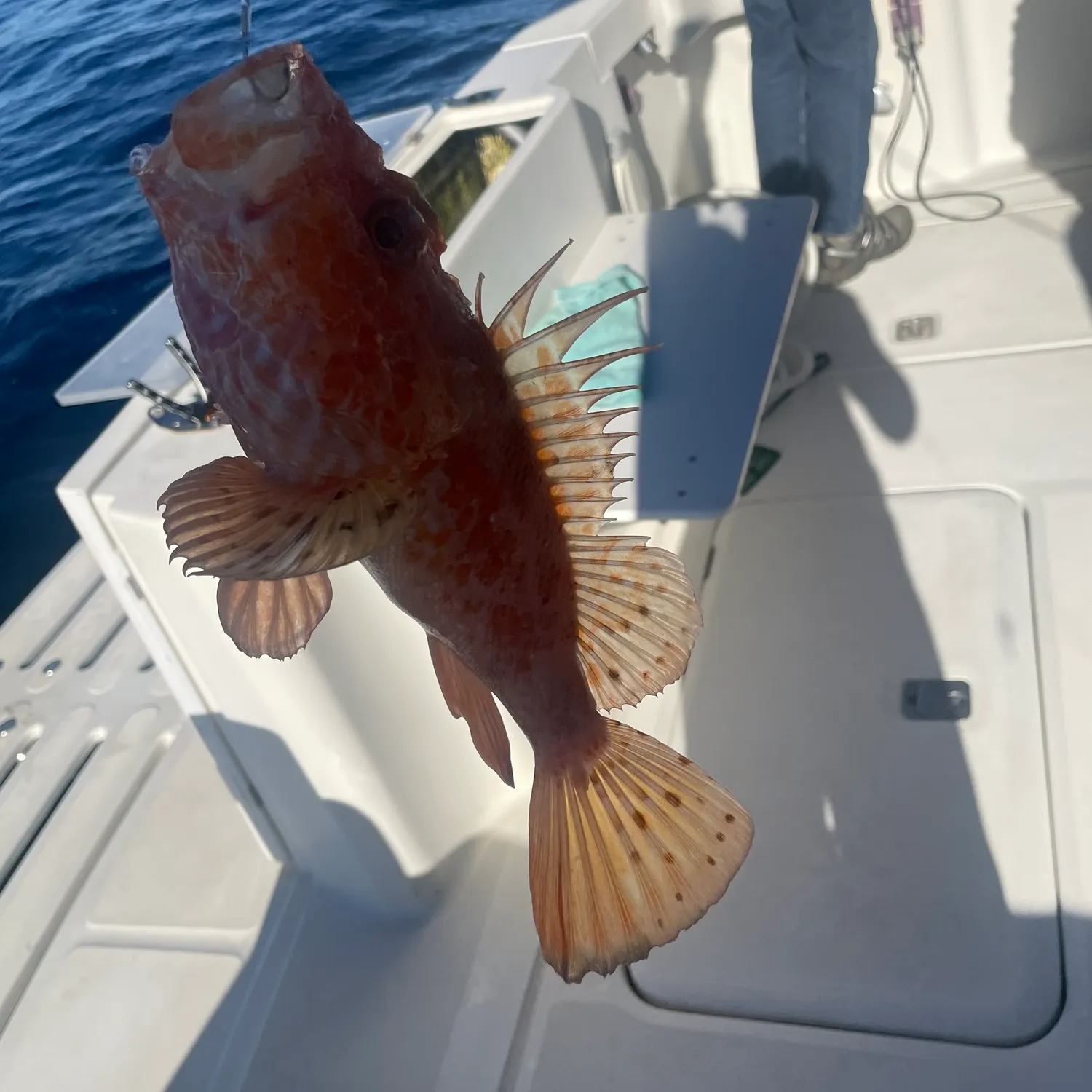 The most popular recent Small red scorpionfish catch on Fishbrain