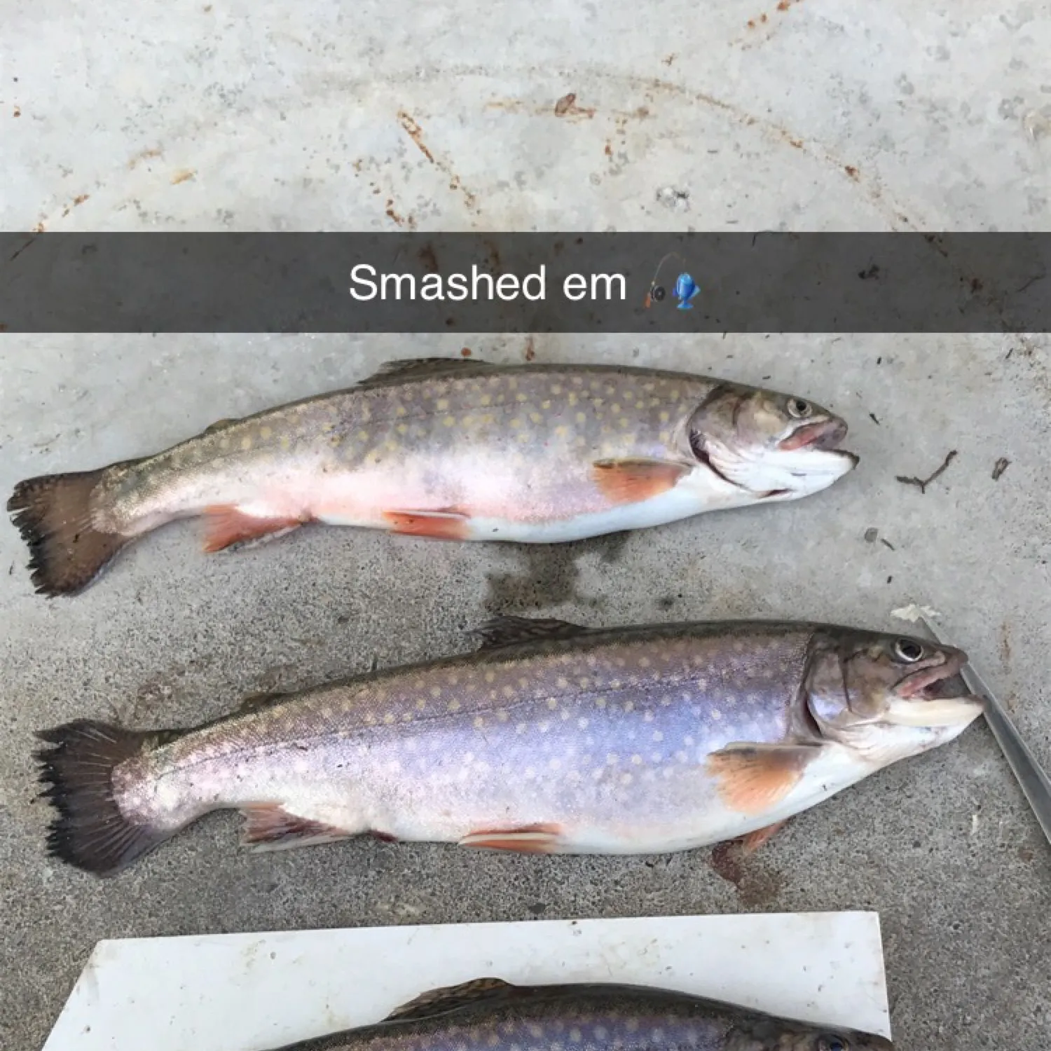 recently logged catches