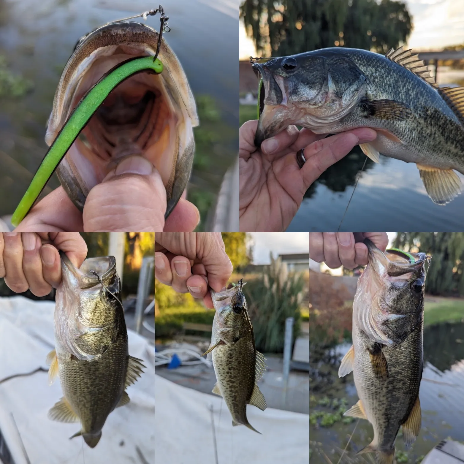 recently logged catches