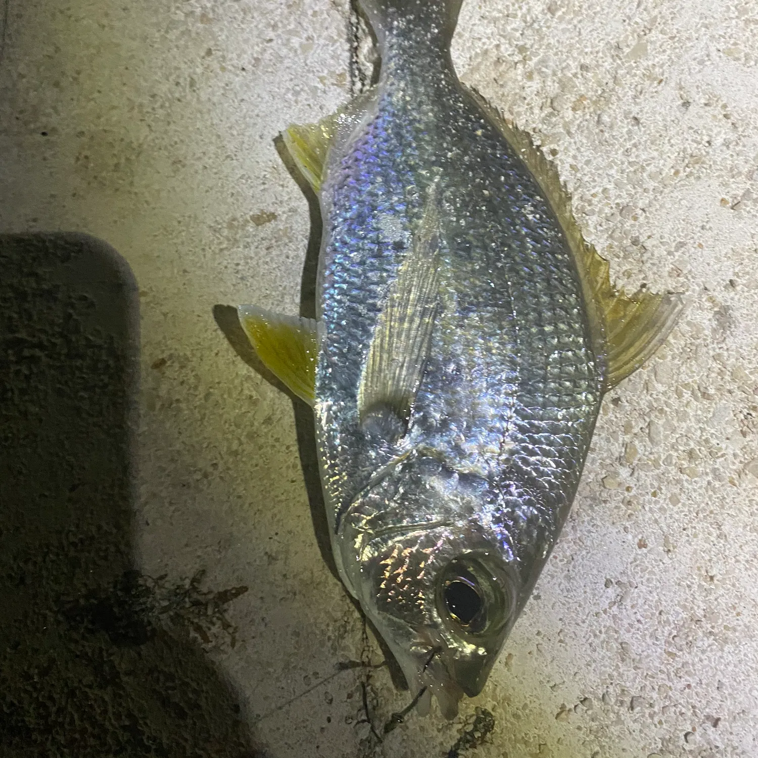 The most popular recent Silver mojarra catch on Fishbrain