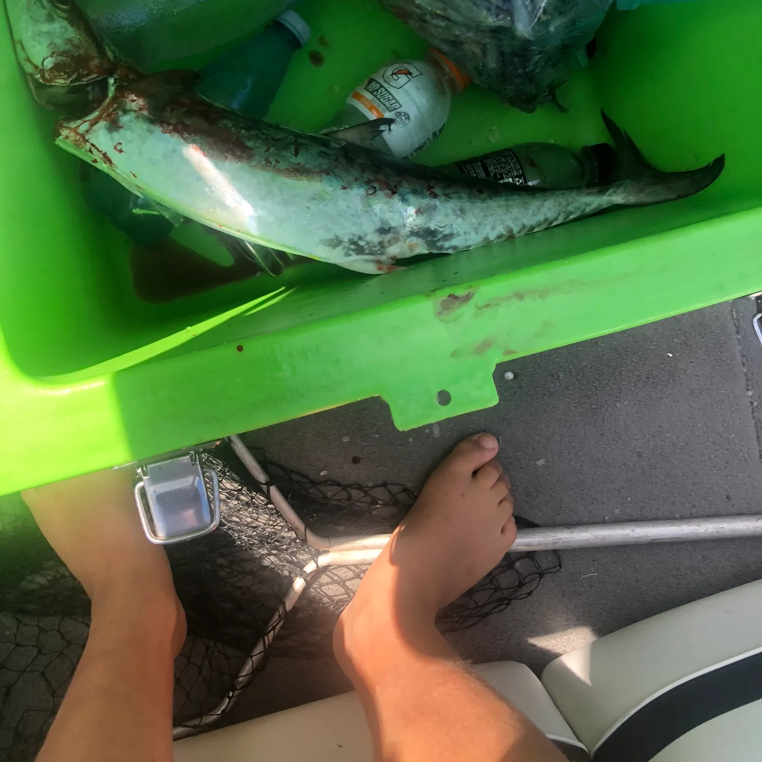 The most popular recent Queensland school mackerel catch on Fishbrain