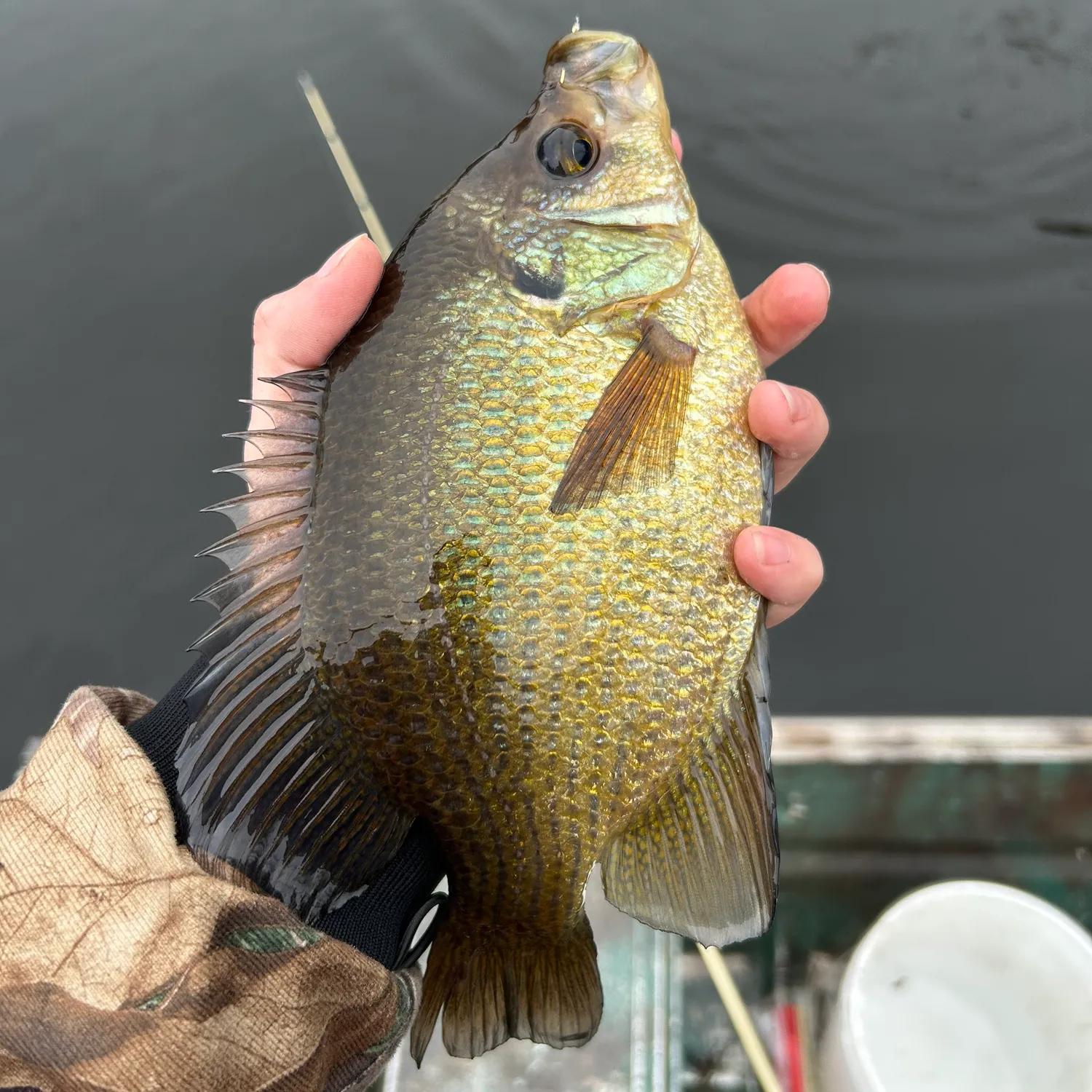 The most popular recent Flier bream catch on Fishbrain