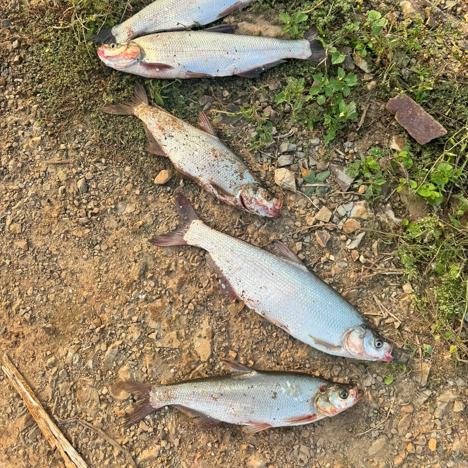 recently logged catches