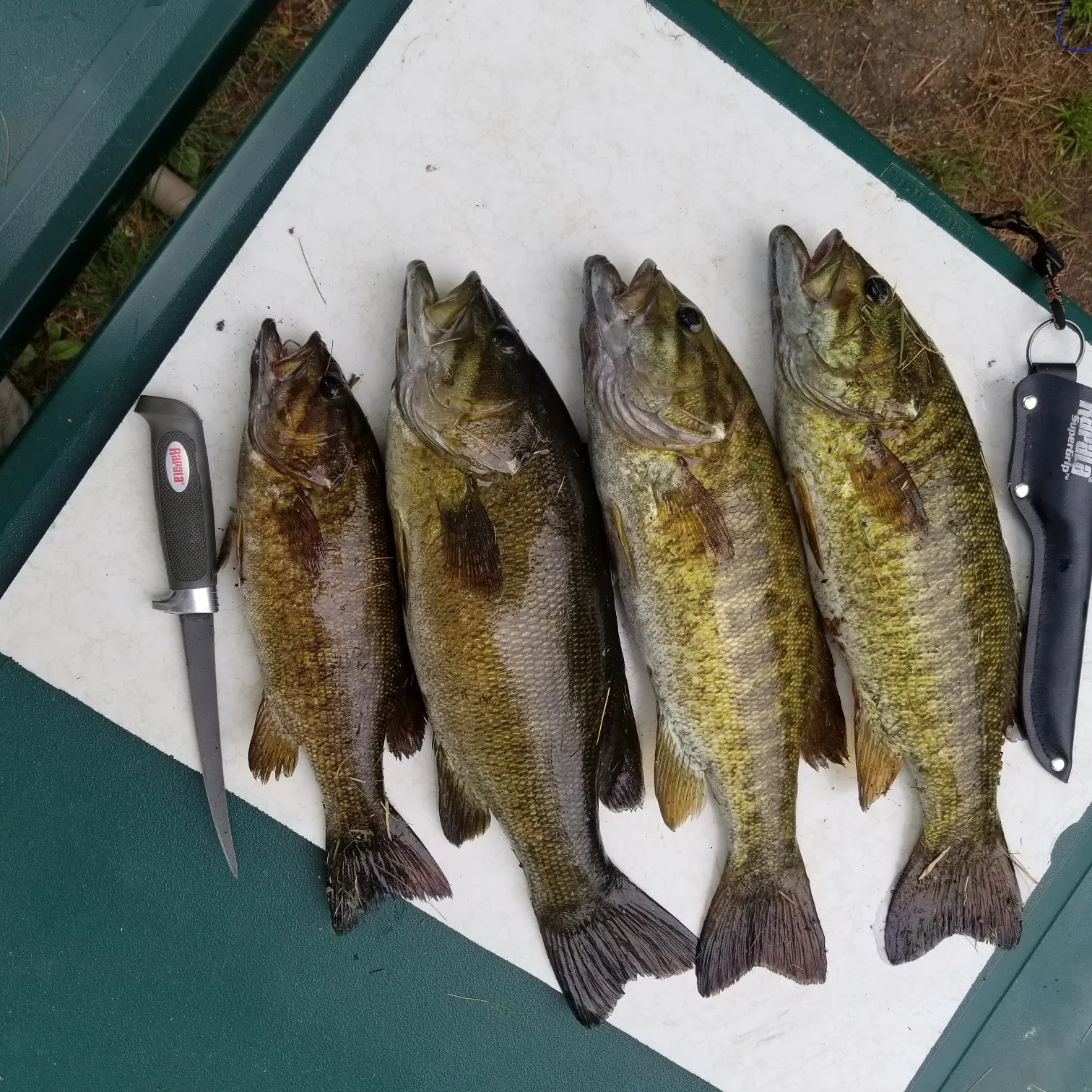 recently logged catches