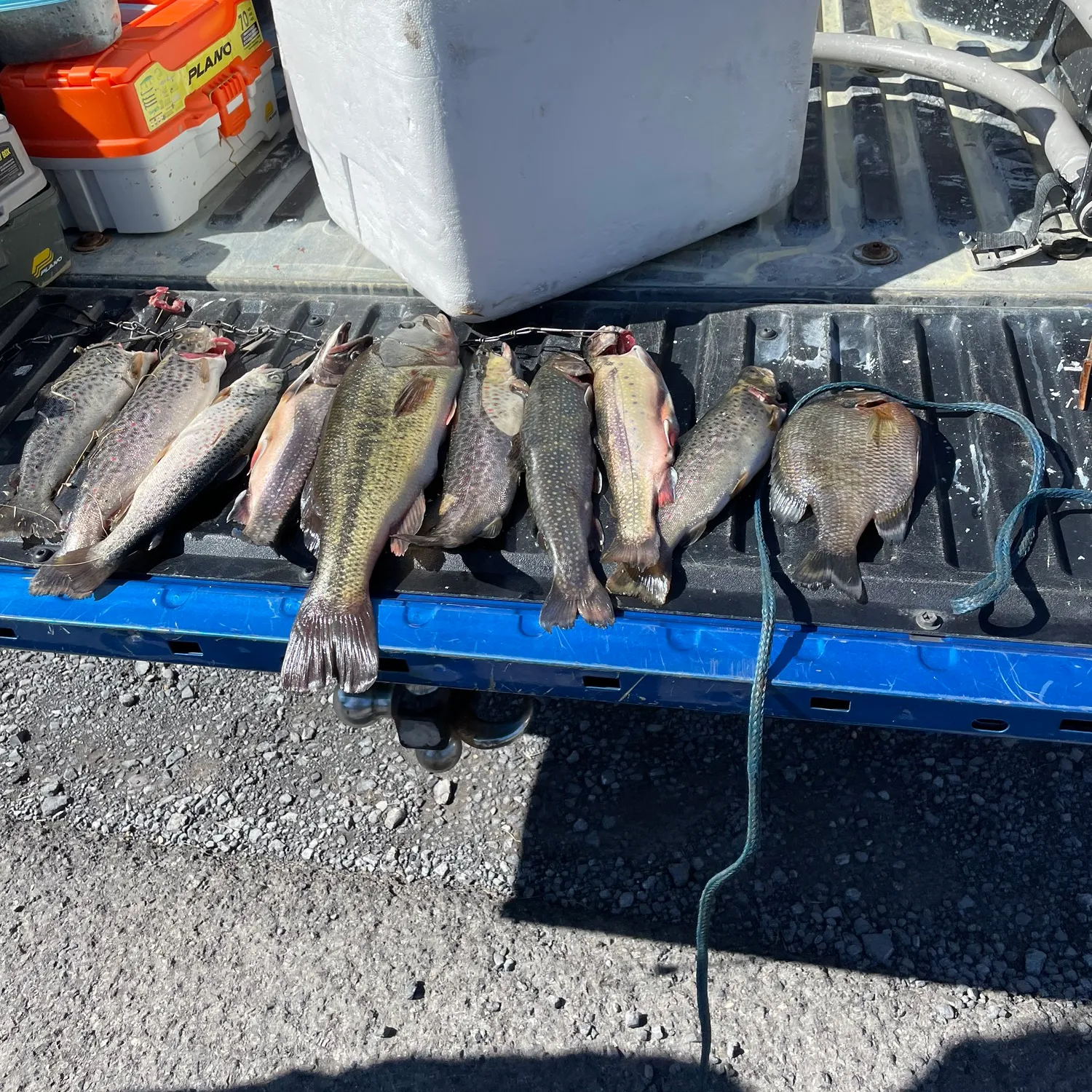 recently logged catches