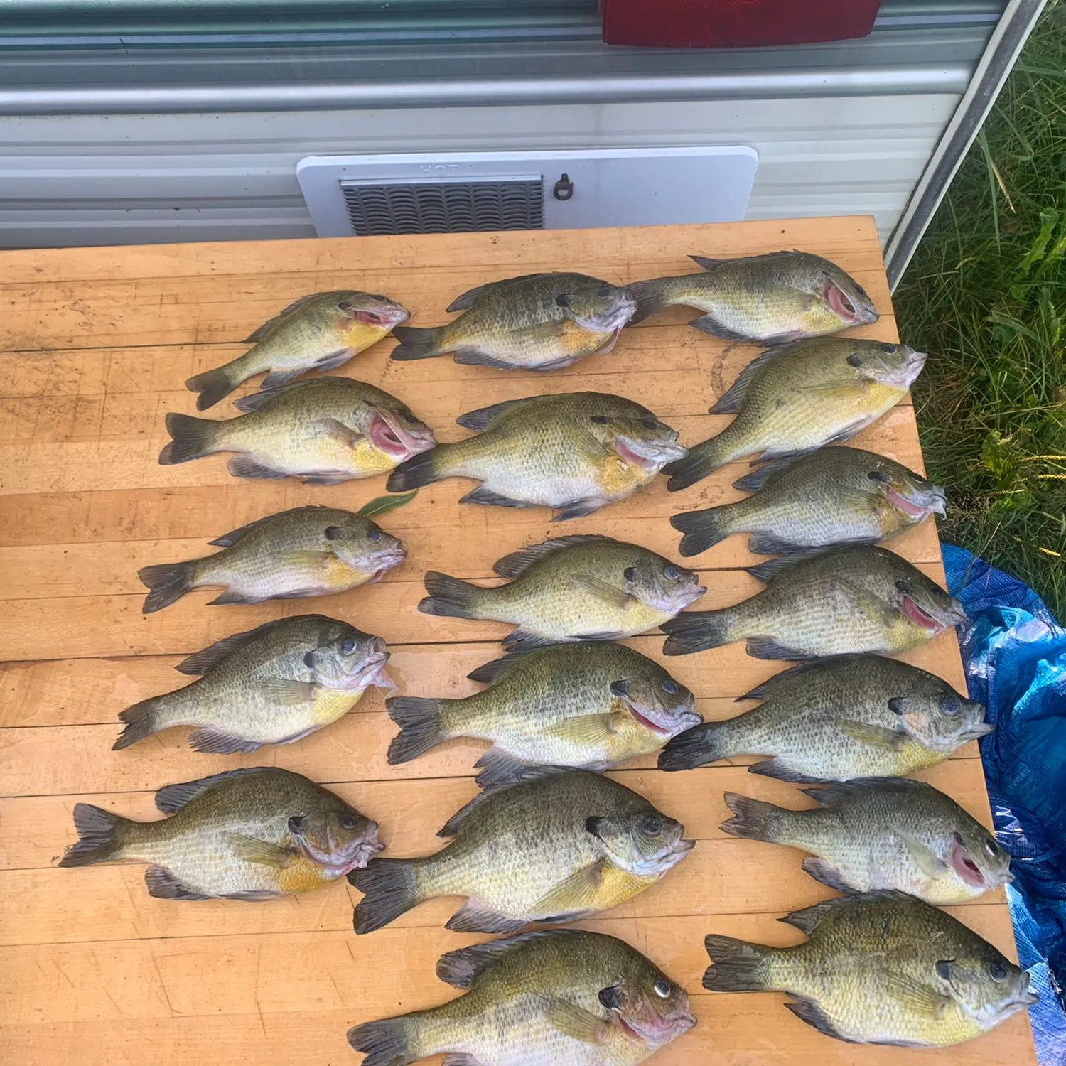 recently logged catches