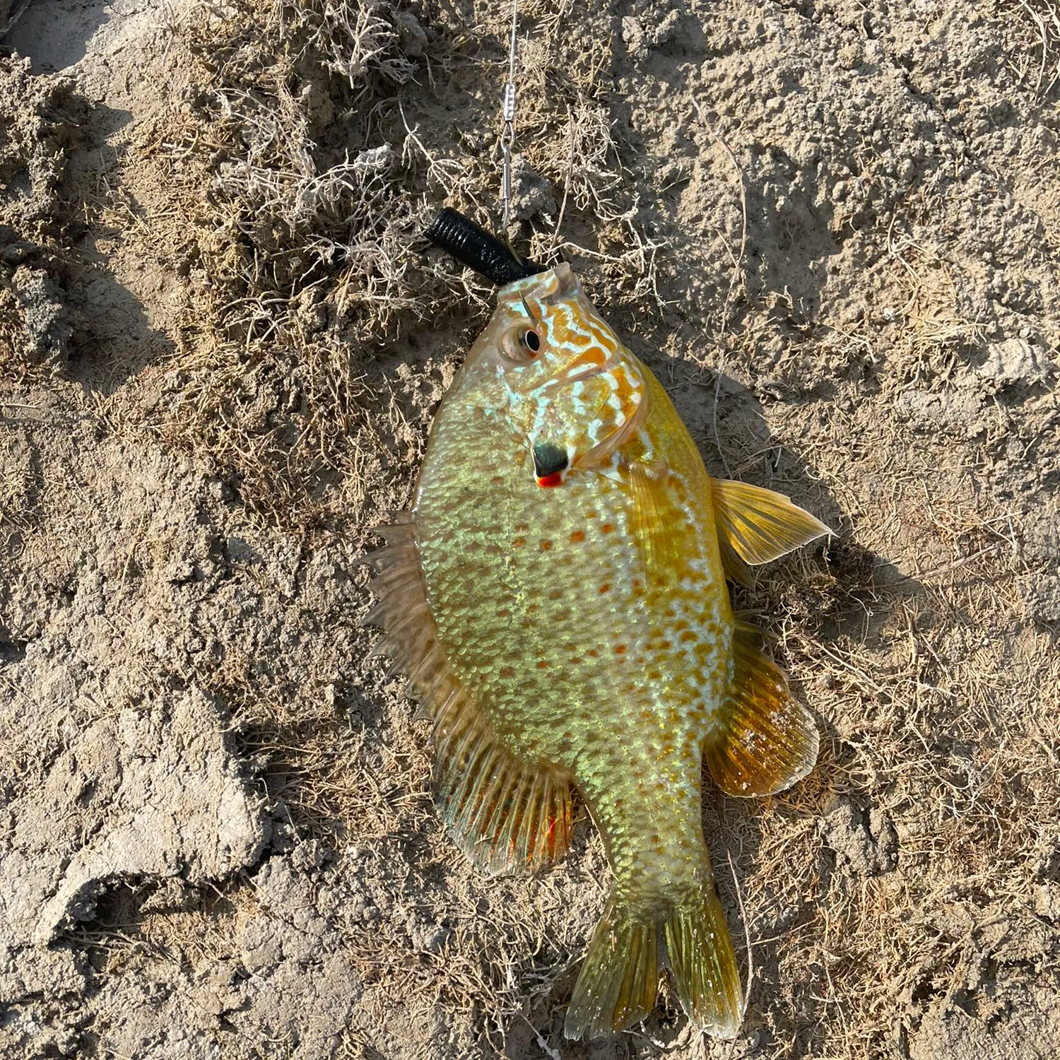 The most popular recent Orangespotted sunfish catch on Fishbrain