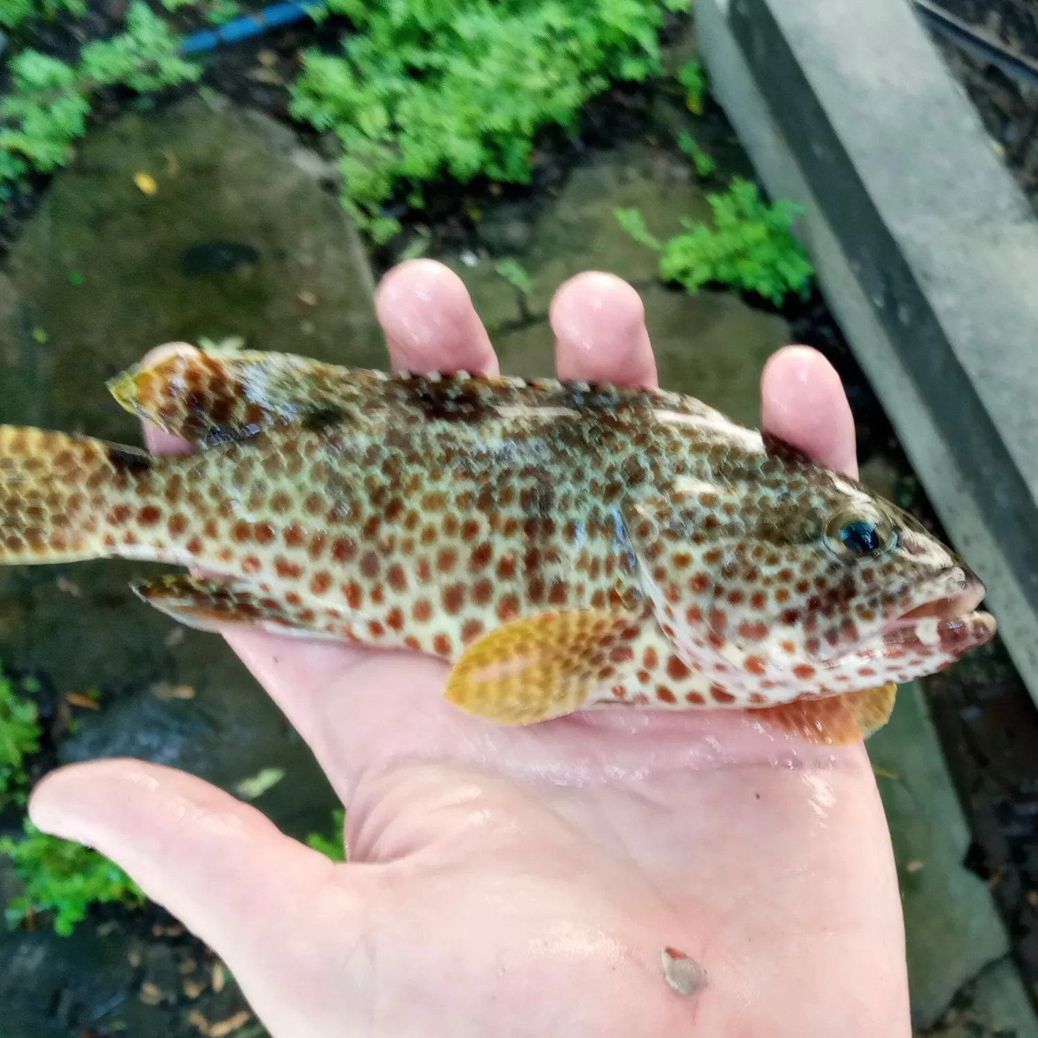 The most popular recent Foursaddle grouper catch on Fishbrain