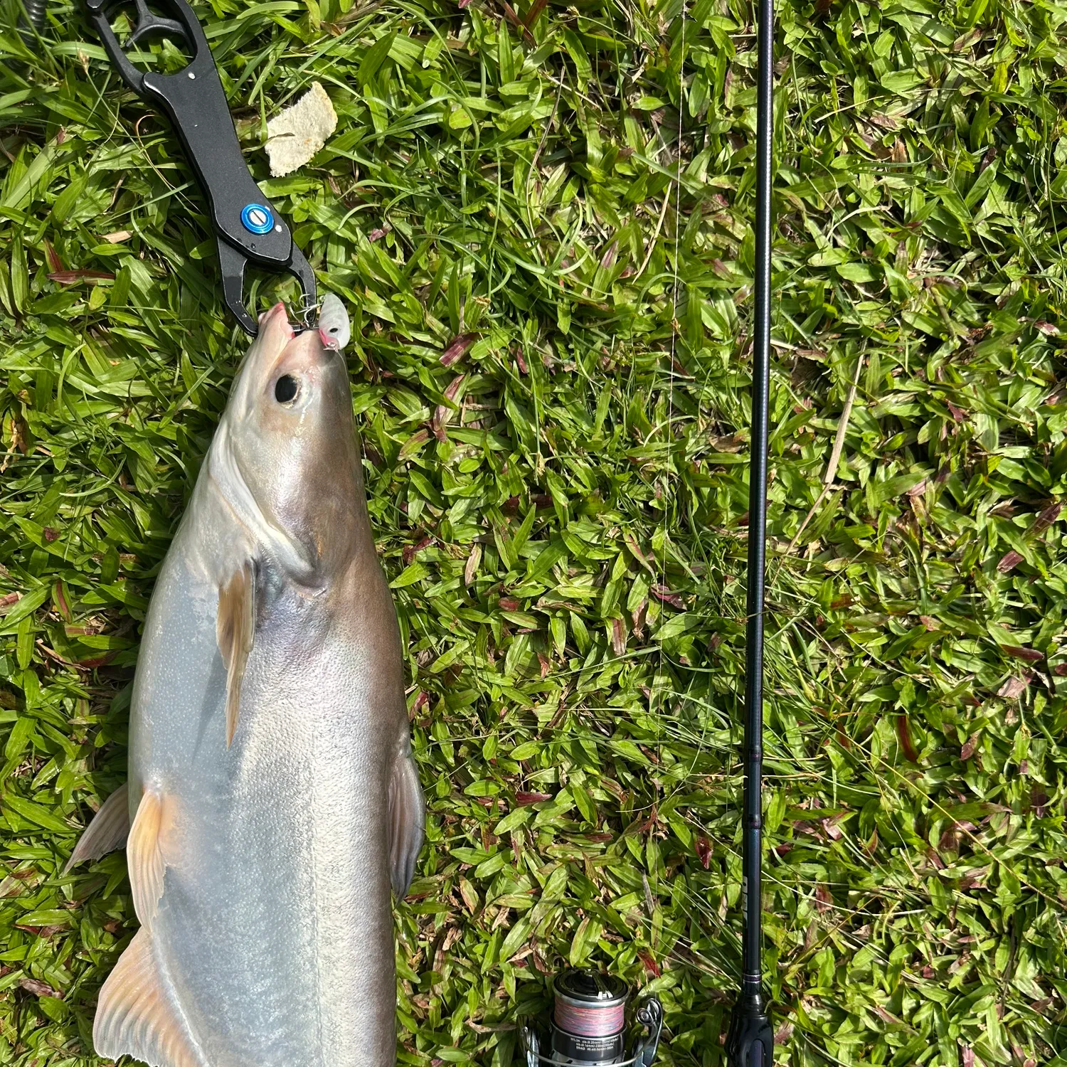 The most popular recent Striped catfish catch on Fishbrain