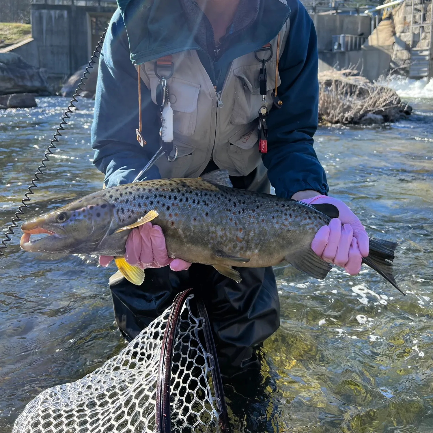 The most popular recent Topeka shiner catch on Fishbrain