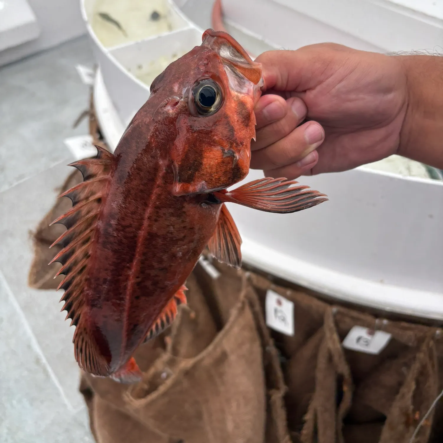 The most popular recent Mexican rockfish catch on Fishbrain