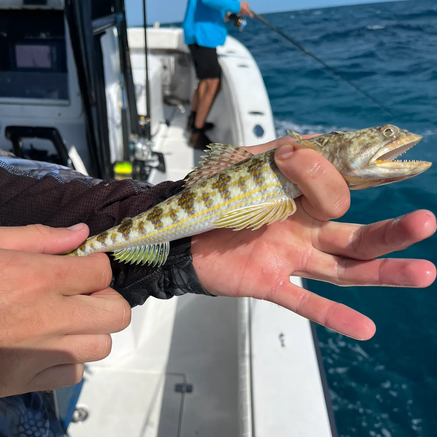 The most popular recent Atlantic lizardfish catch on Fishbrain