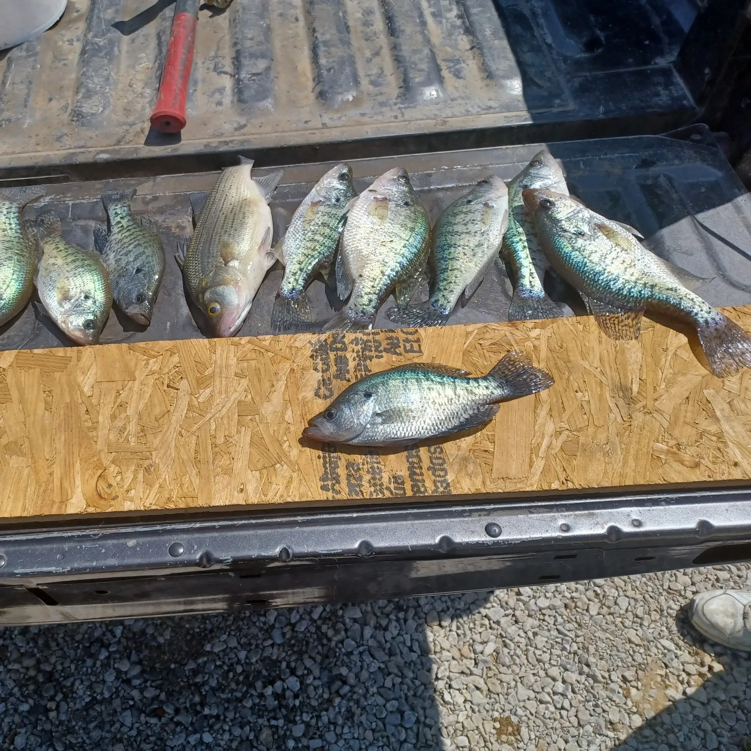 recently logged catches