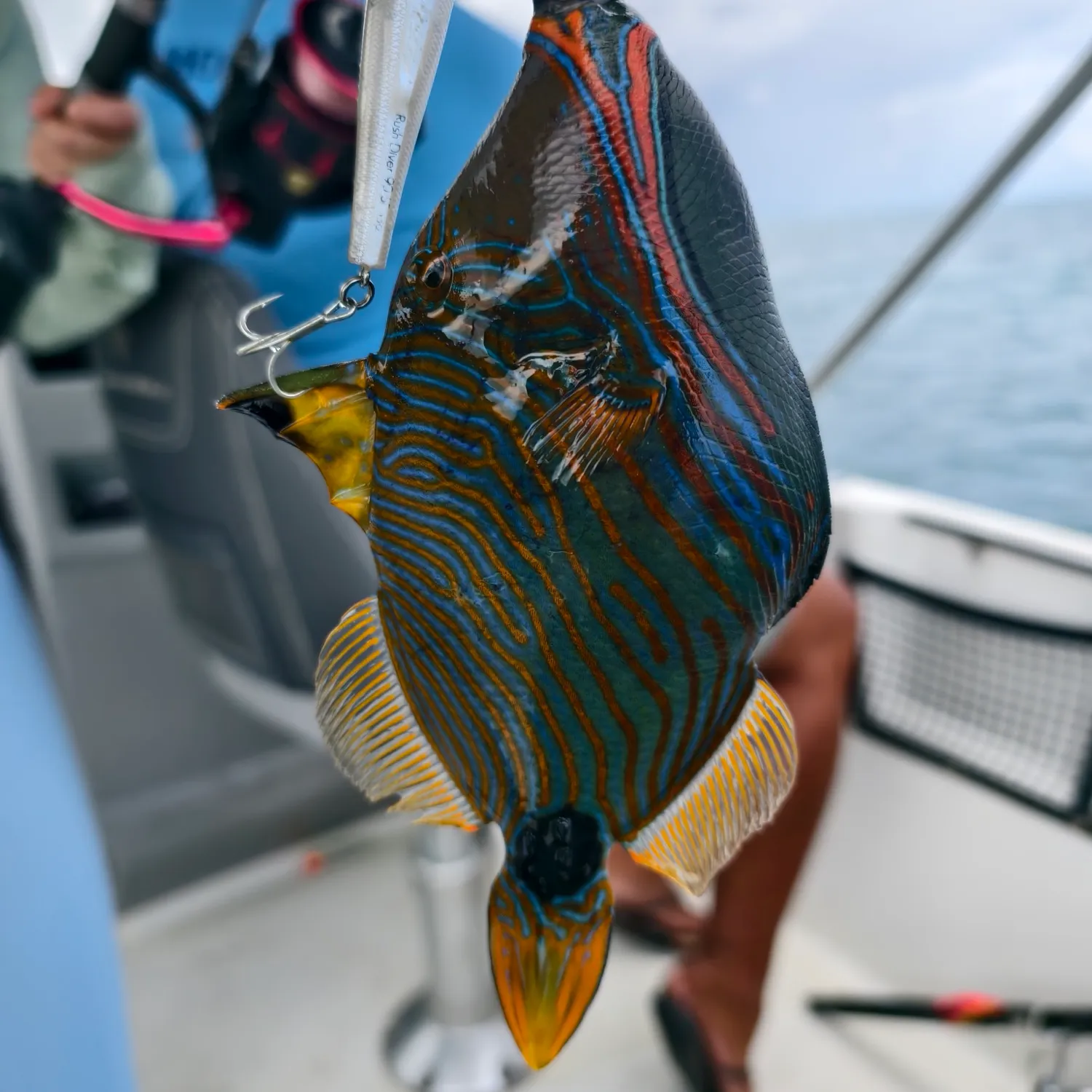 The most popular recent Orange-lined triggerfish catch on Fishbrain