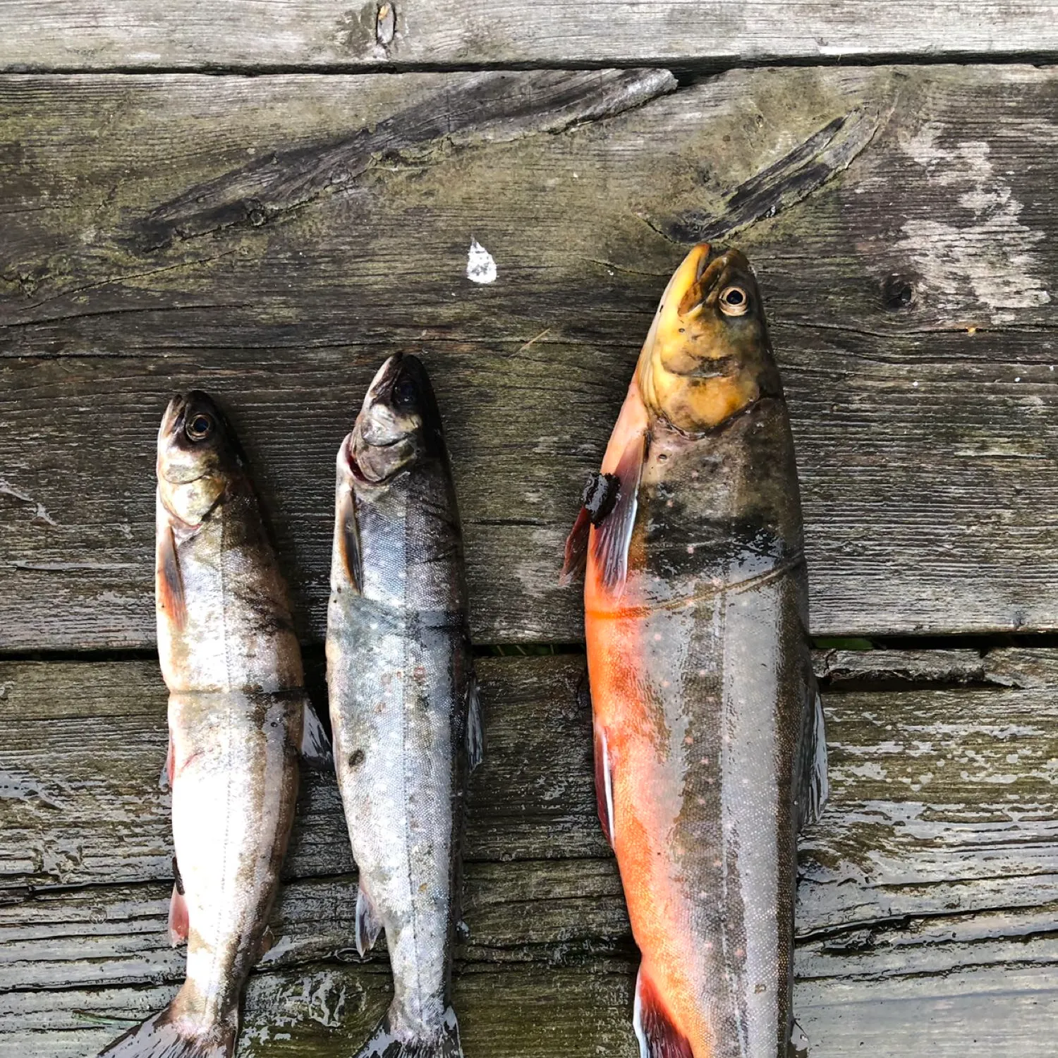 recently logged catches