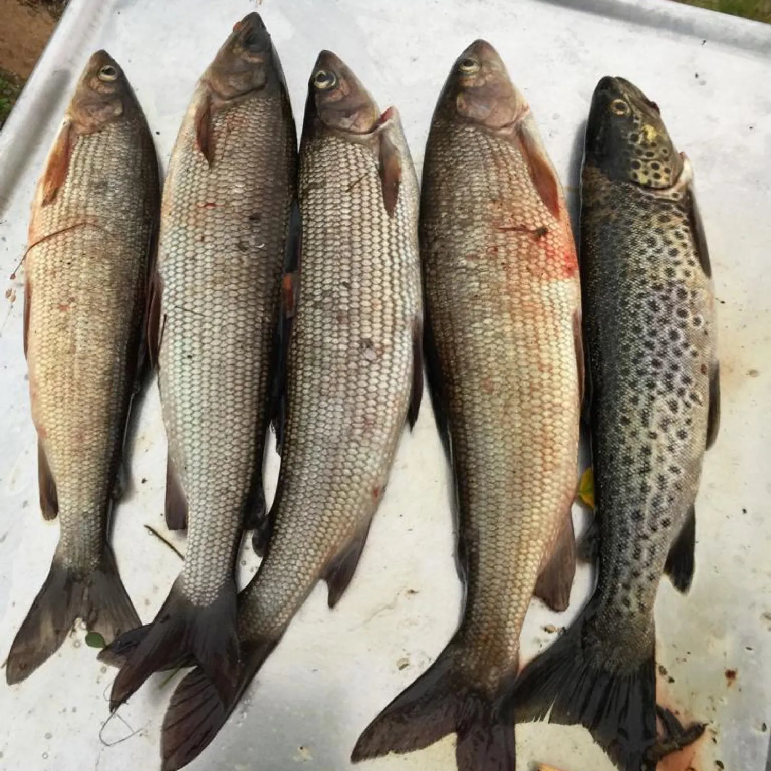 recently logged catches