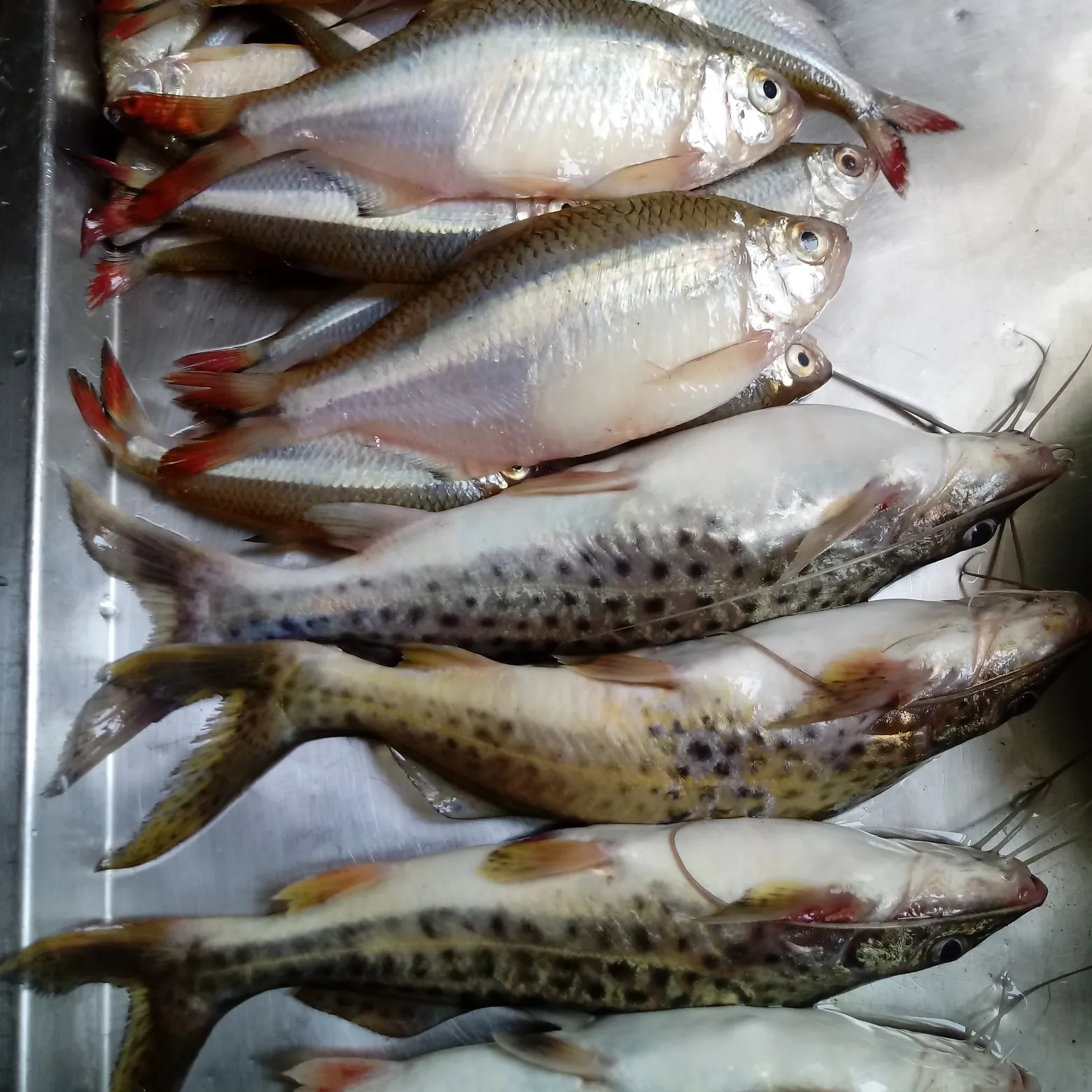 recently logged catches