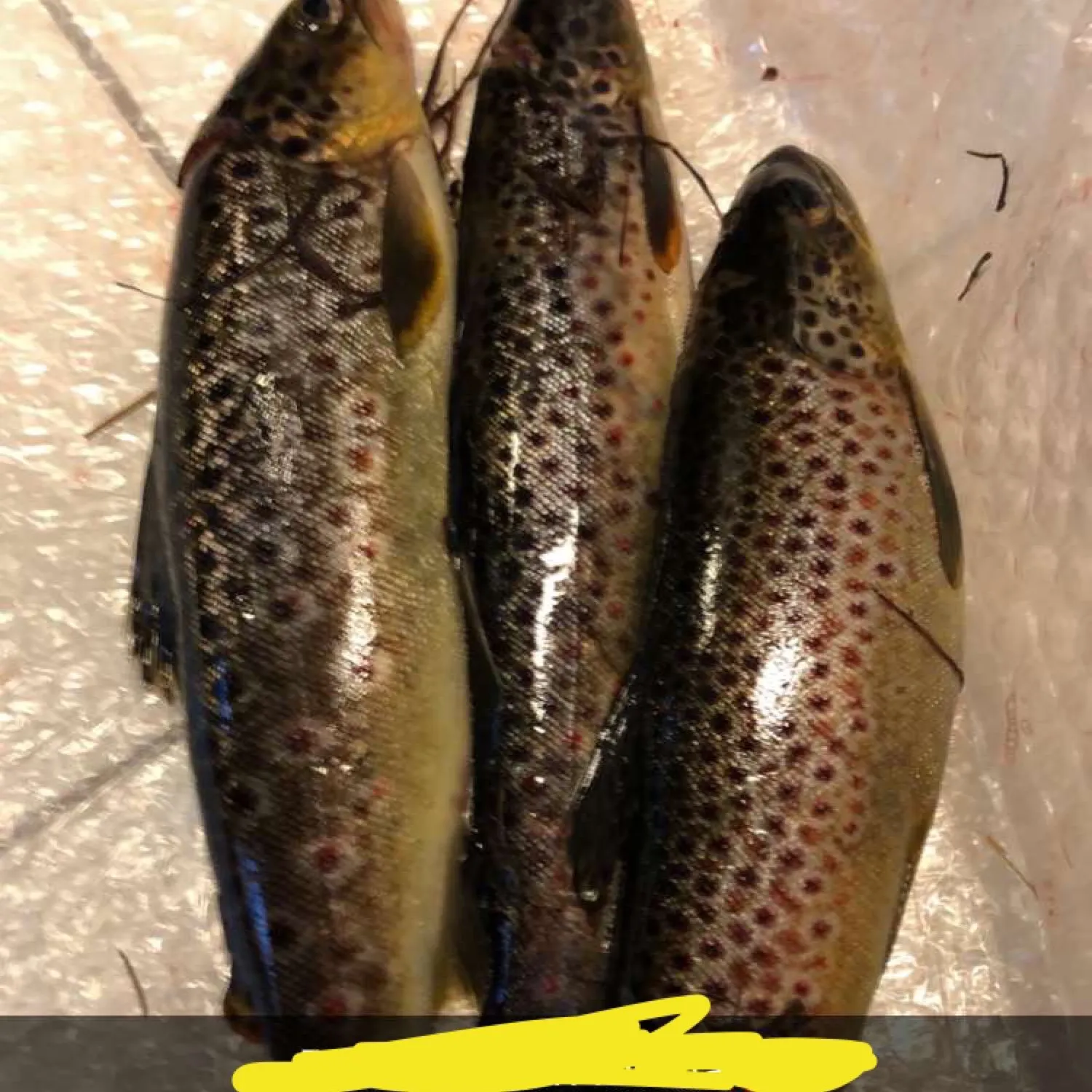 recently logged catches