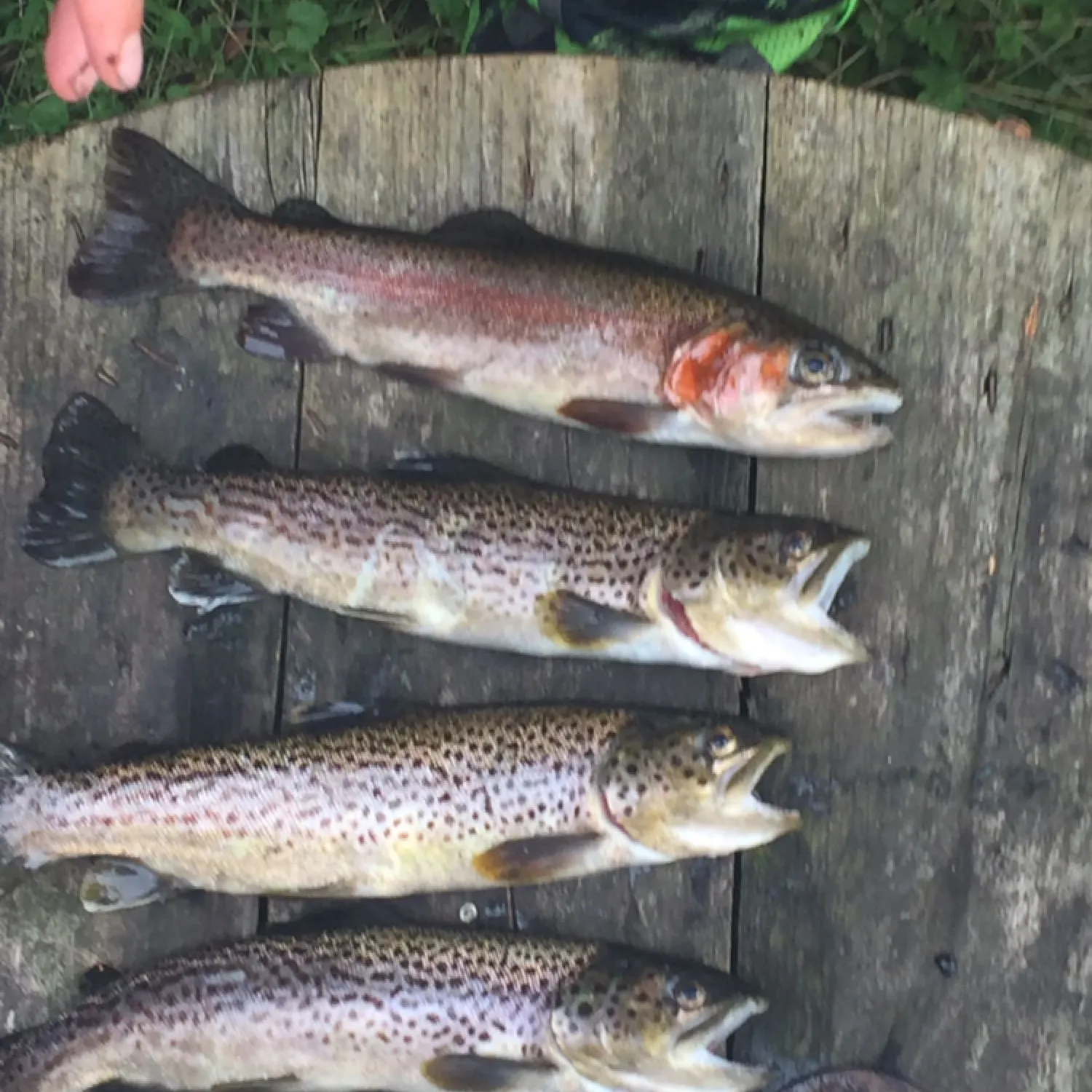 recently logged catches