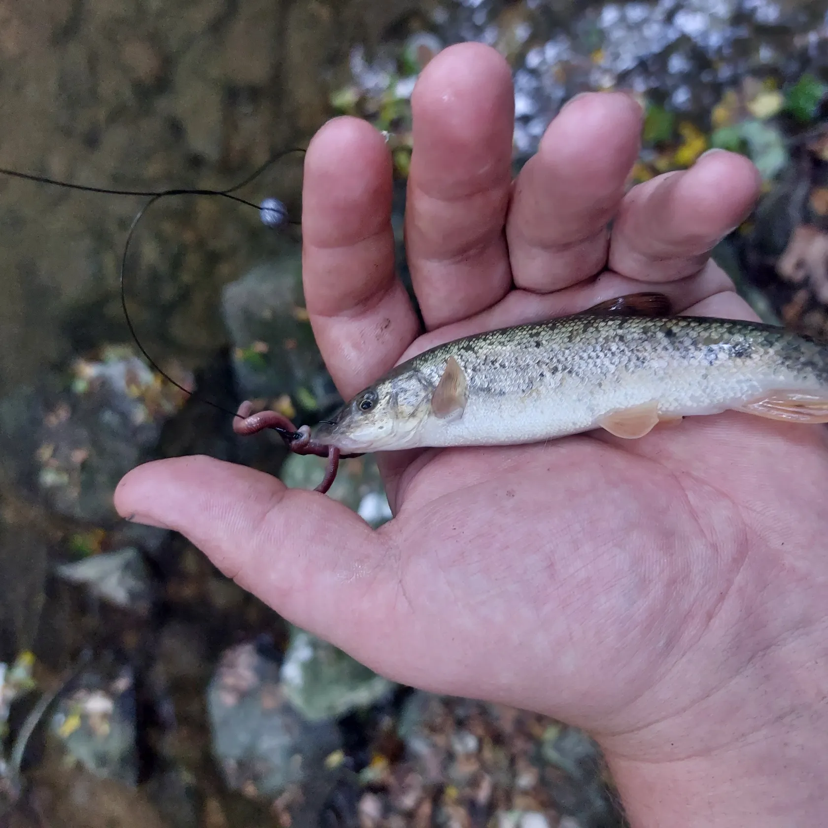 The most popular recent Mediterranean barbel catch on Fishbrain