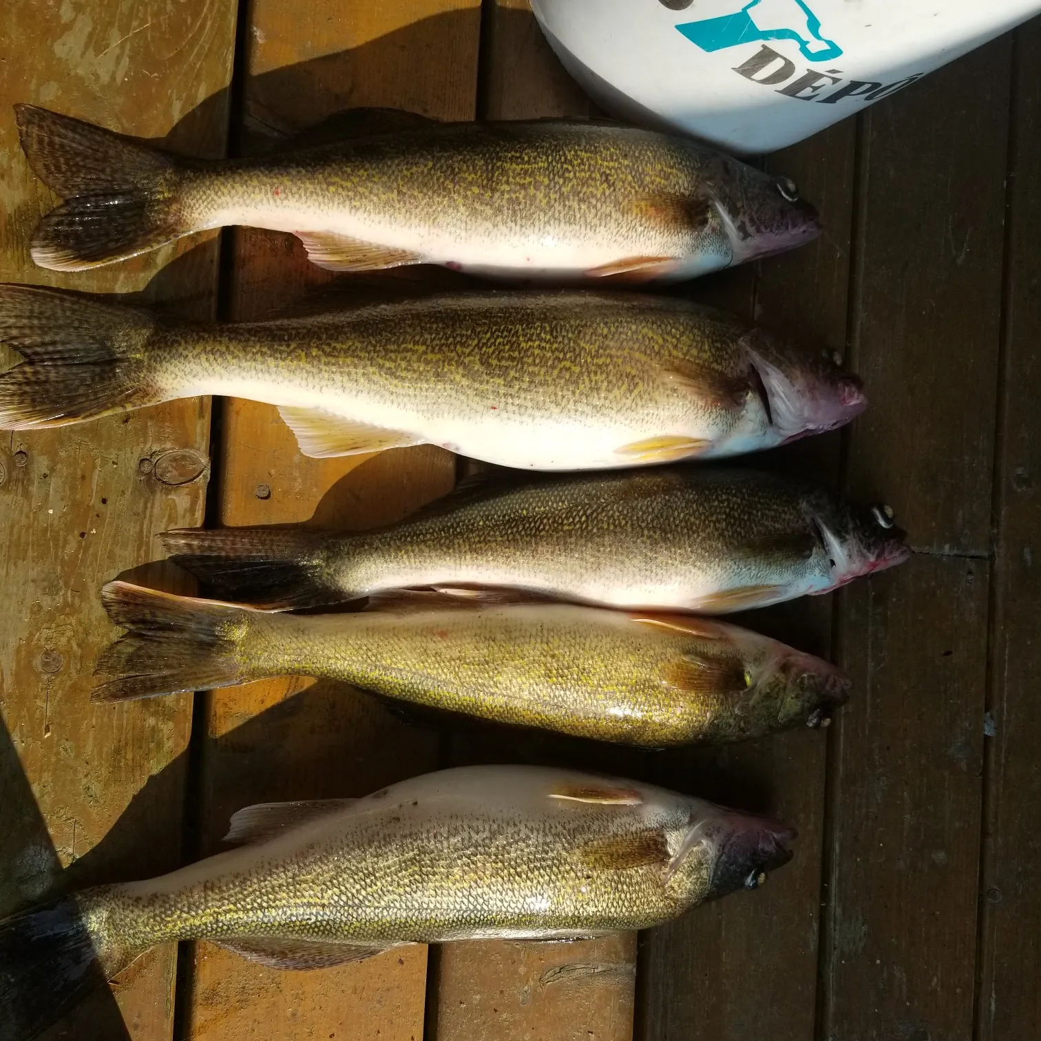 recently logged catches