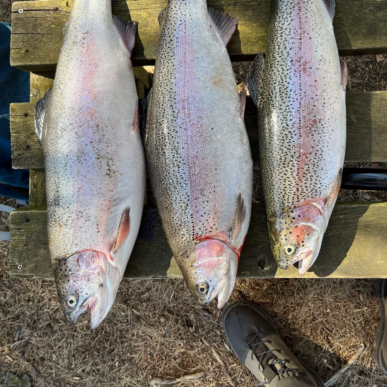 recently logged catches