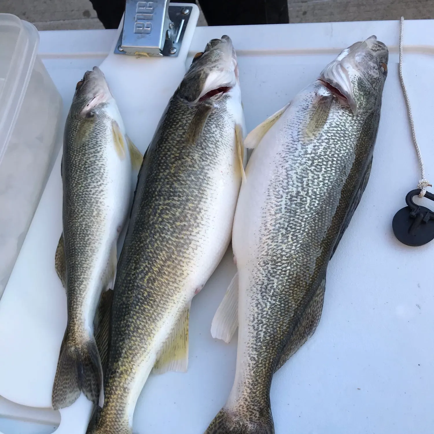 recently logged catches