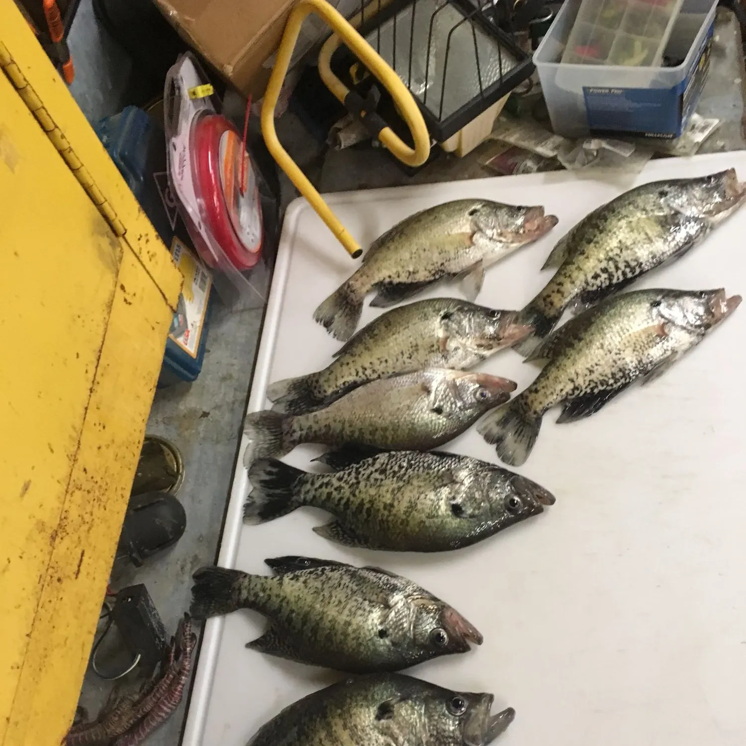 recently logged catches