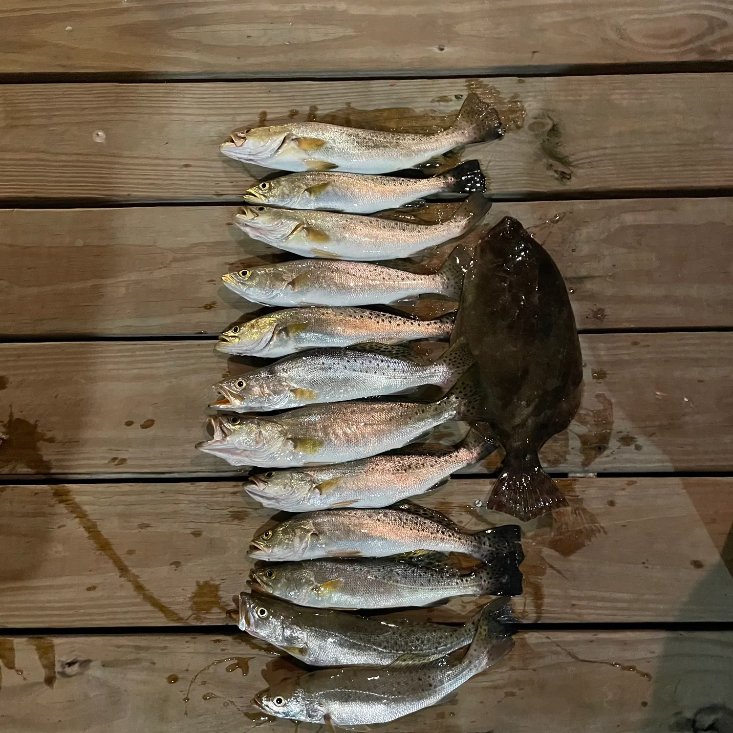 recently logged catches