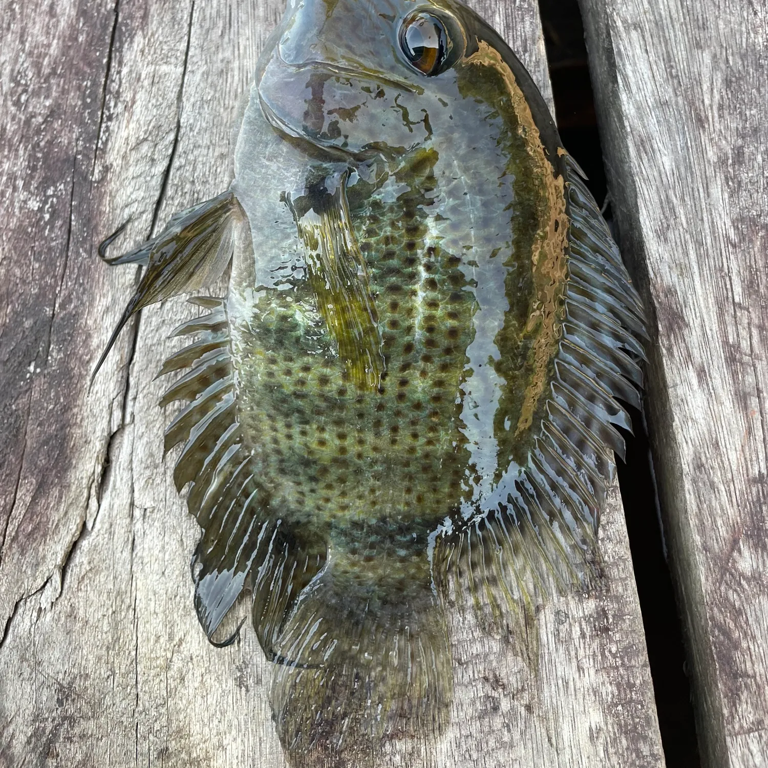 The most popular recent Pearl cichlid catch on Fishbrain