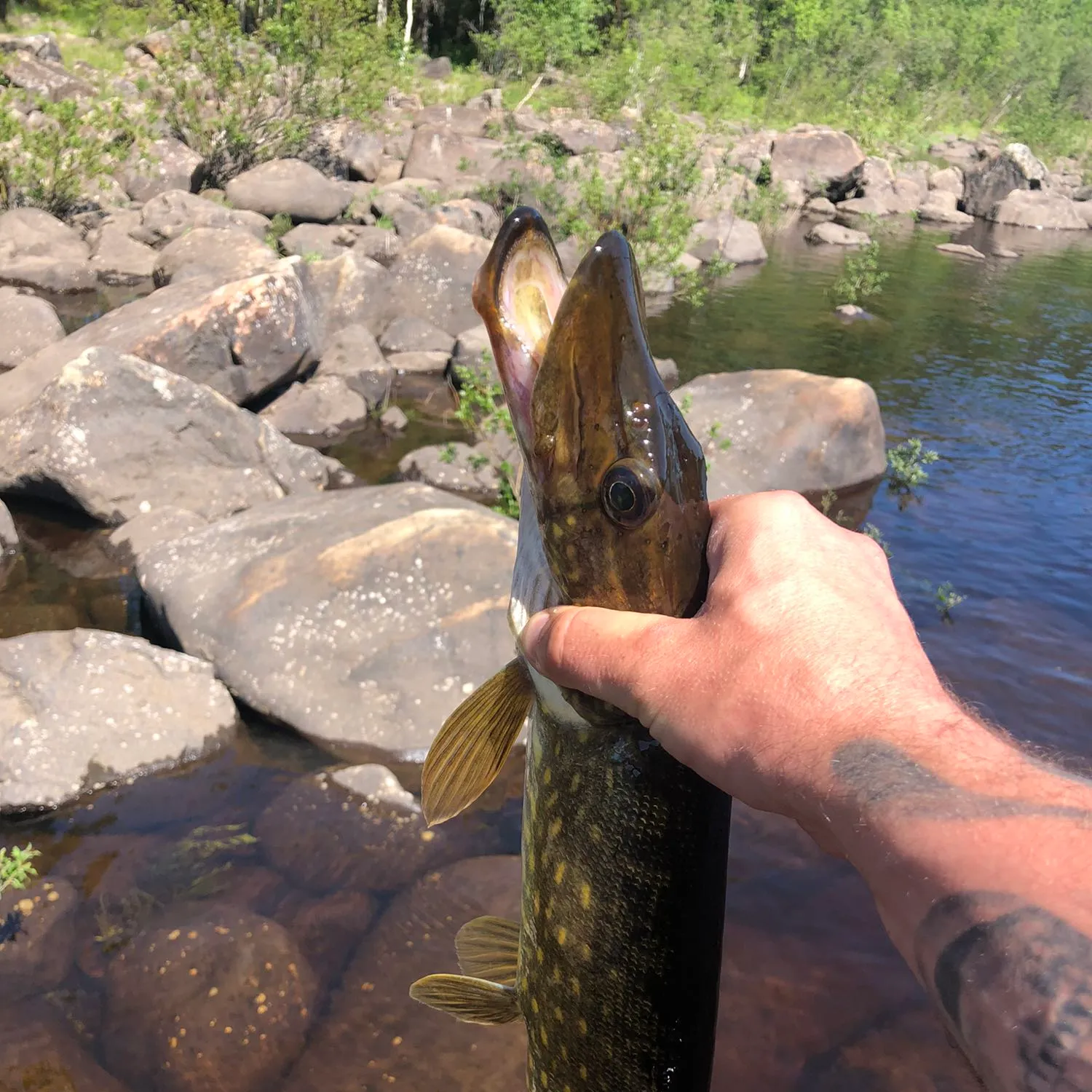 recently logged catches