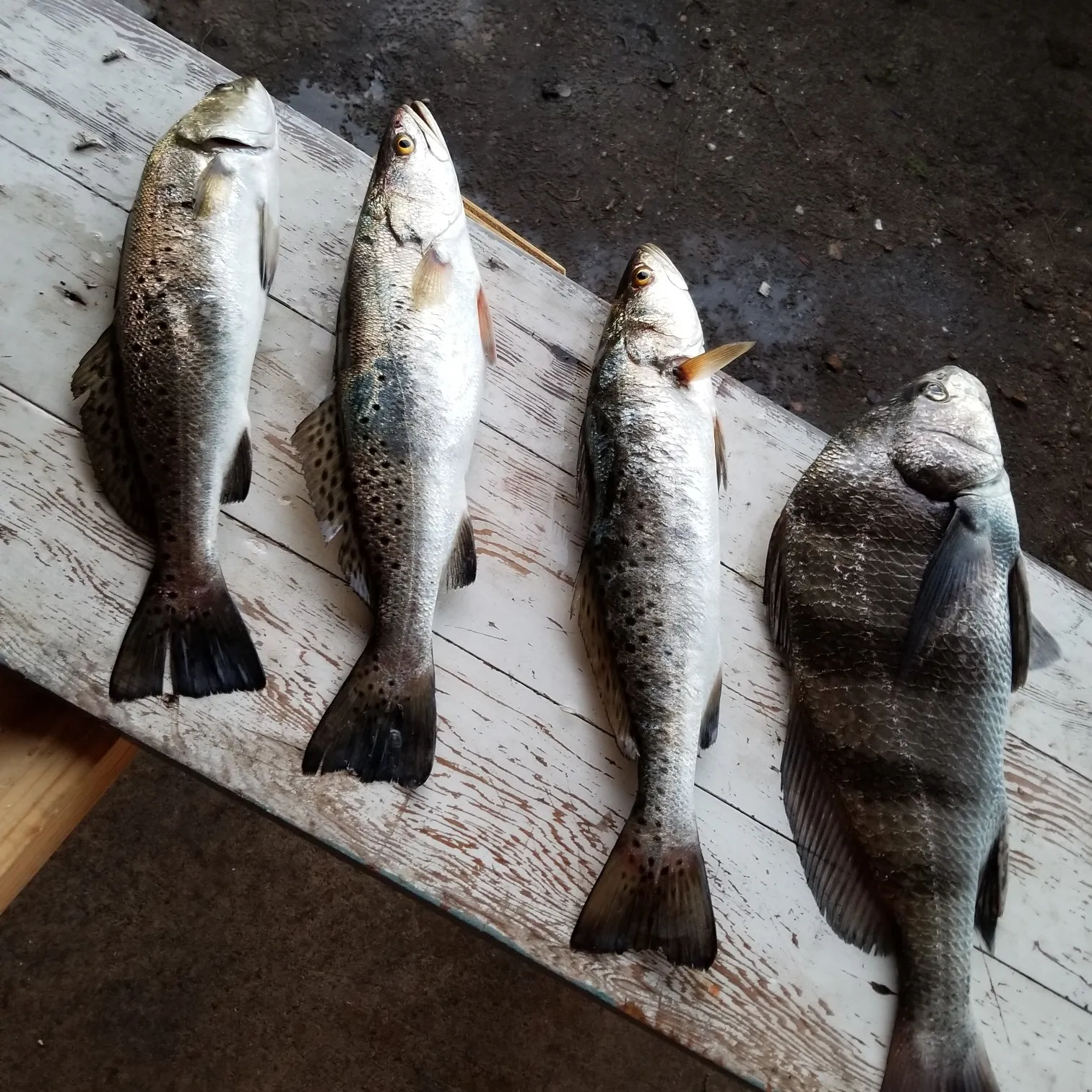 recently logged catches