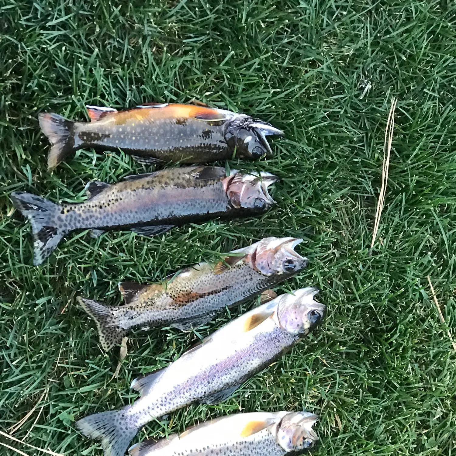 recently logged catches