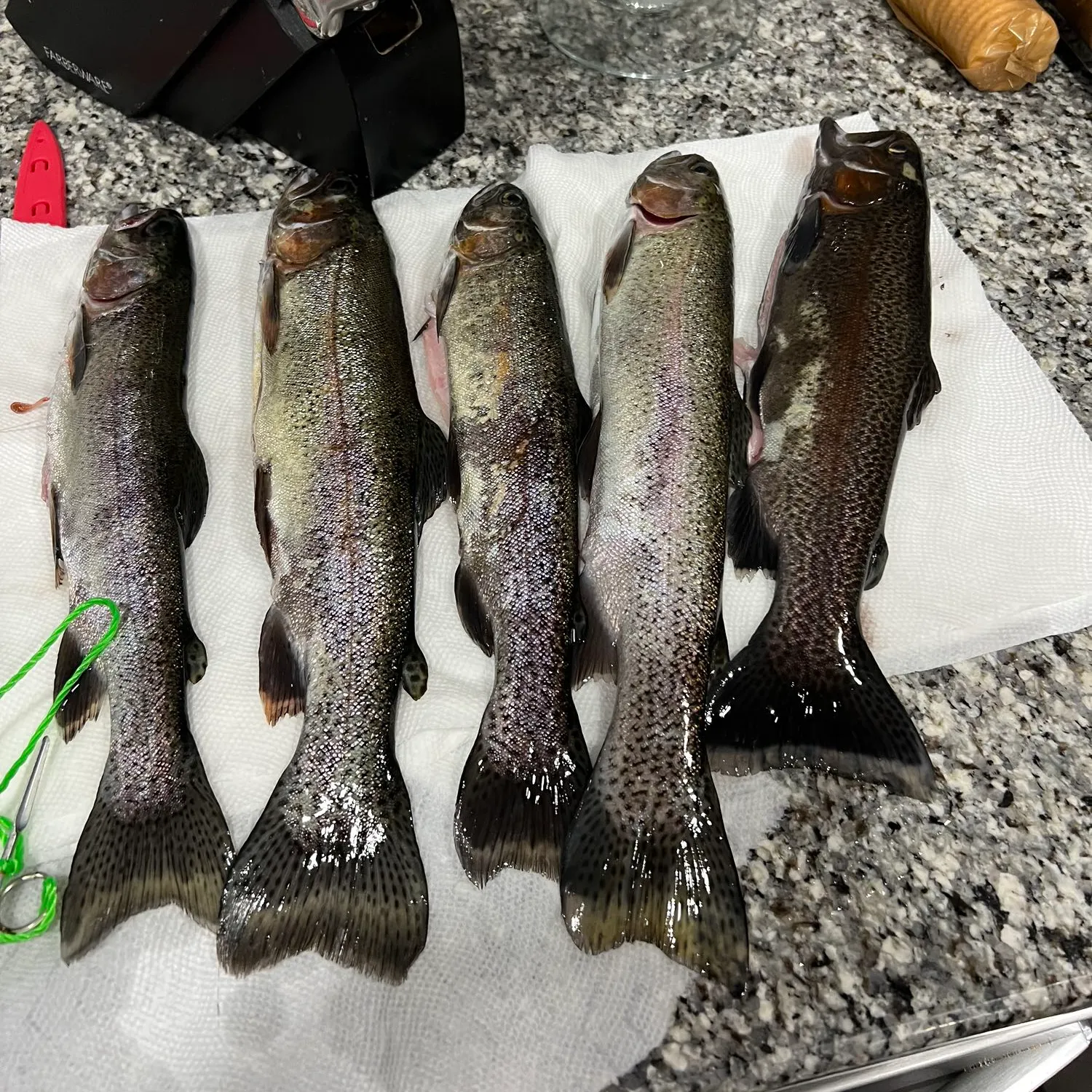 recently logged catches