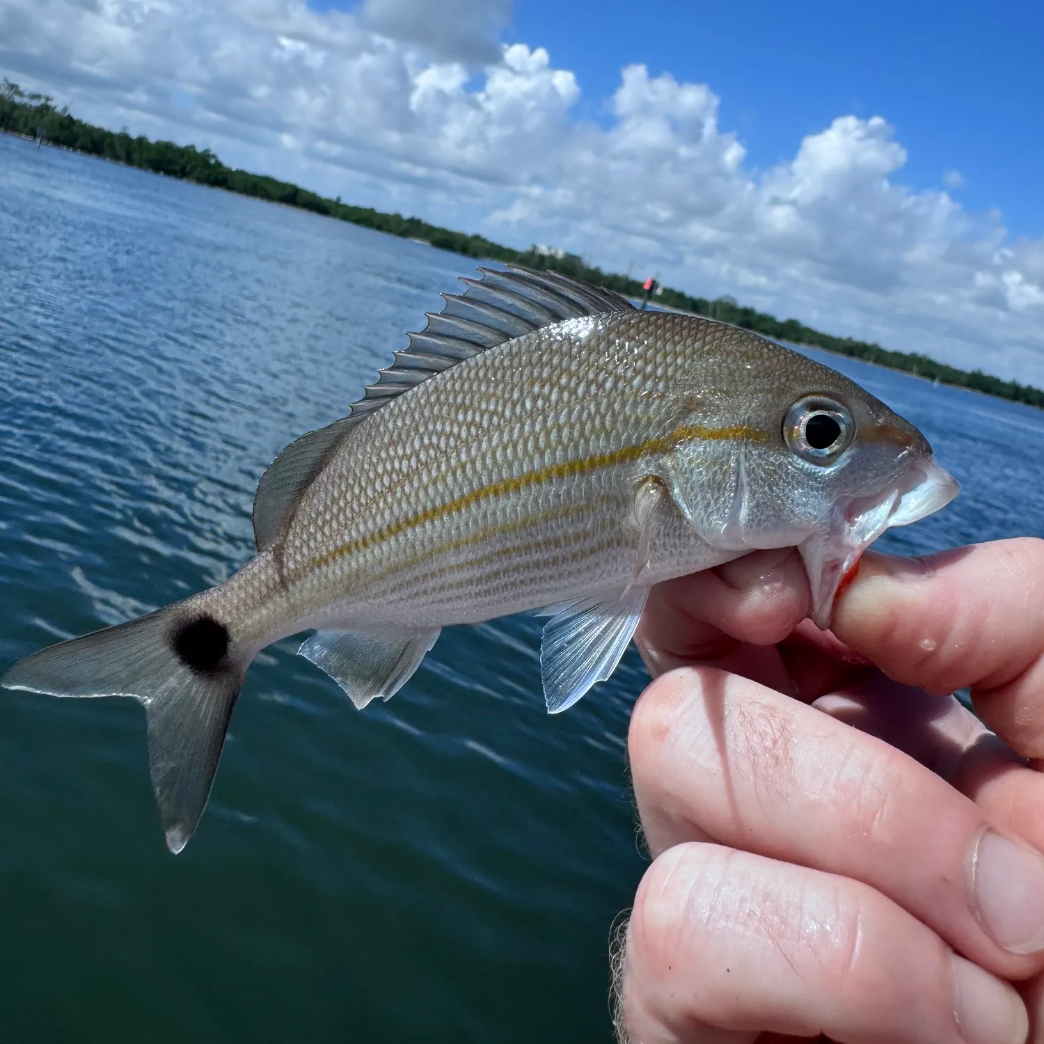 The most popular recent Tomtate grunt catch on Fishbrain