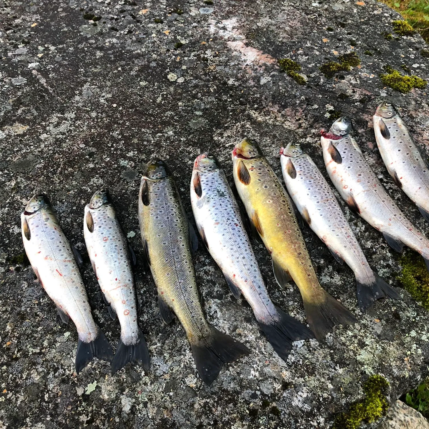 recently logged catches