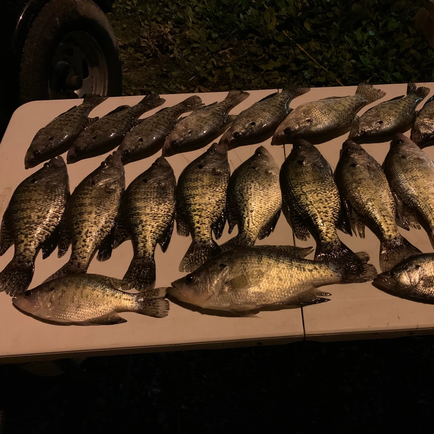 recently logged catches