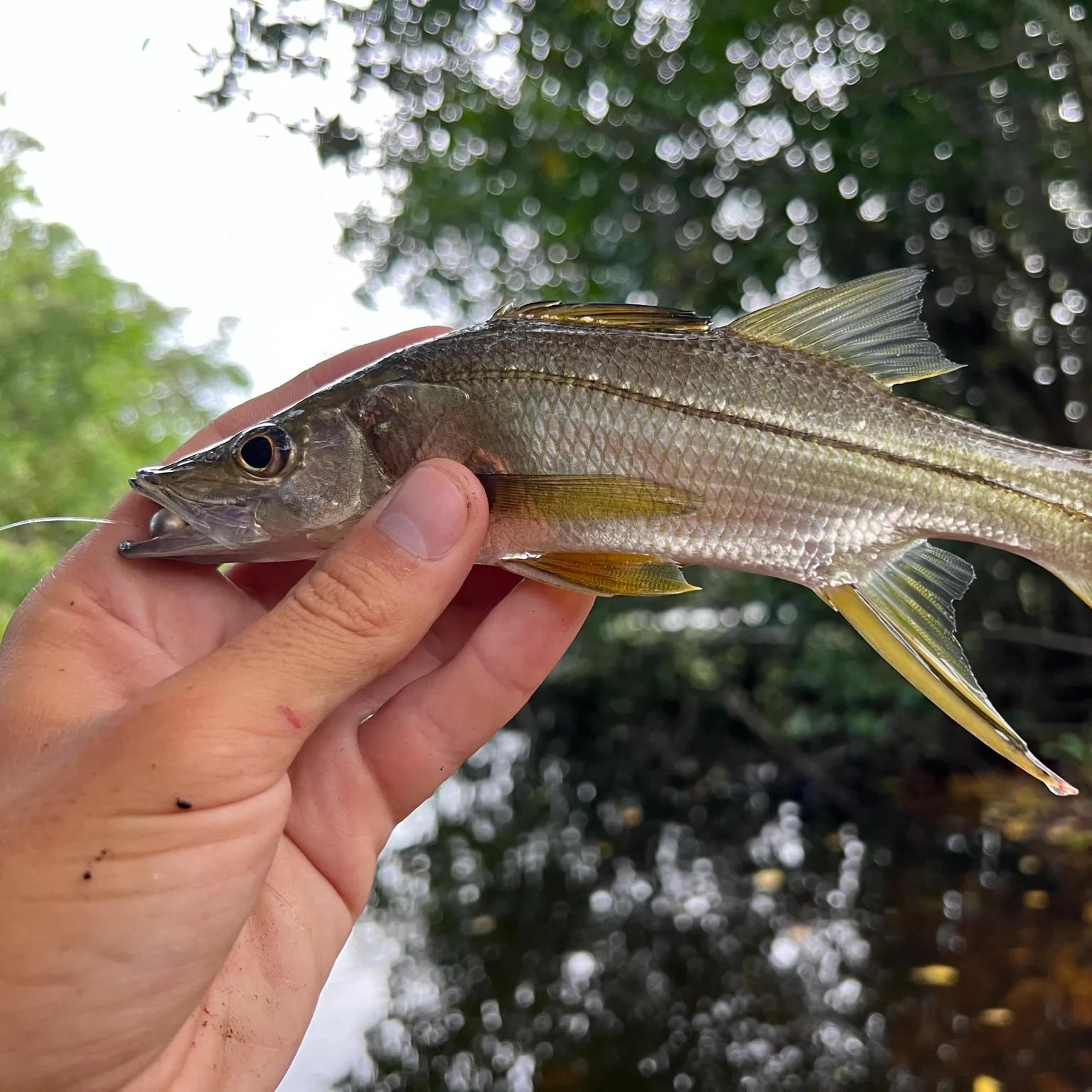 The most popular recent Swordspine Snook catch on Fishbrain