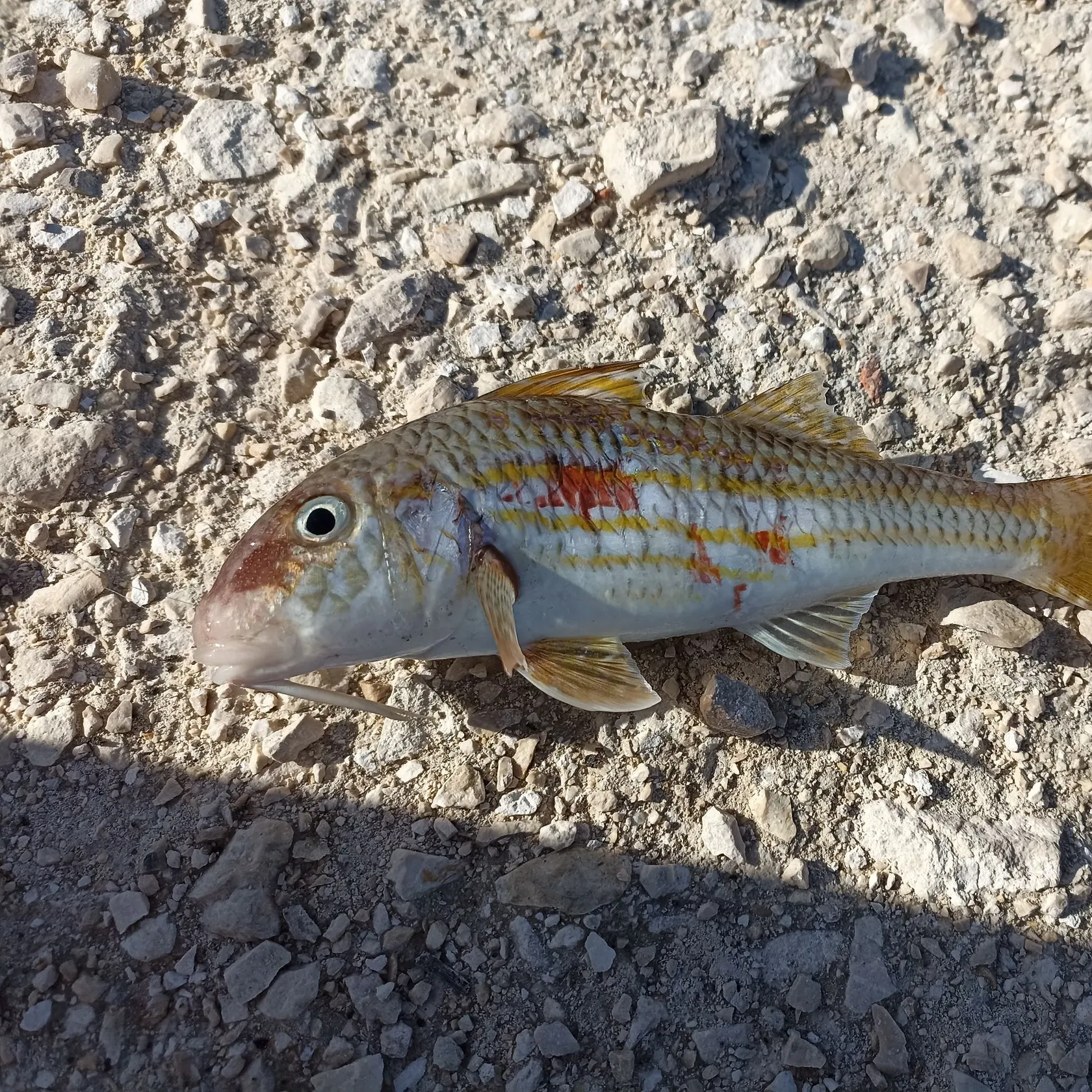 The most popular recent Striped red mullet catch on Fishbrain