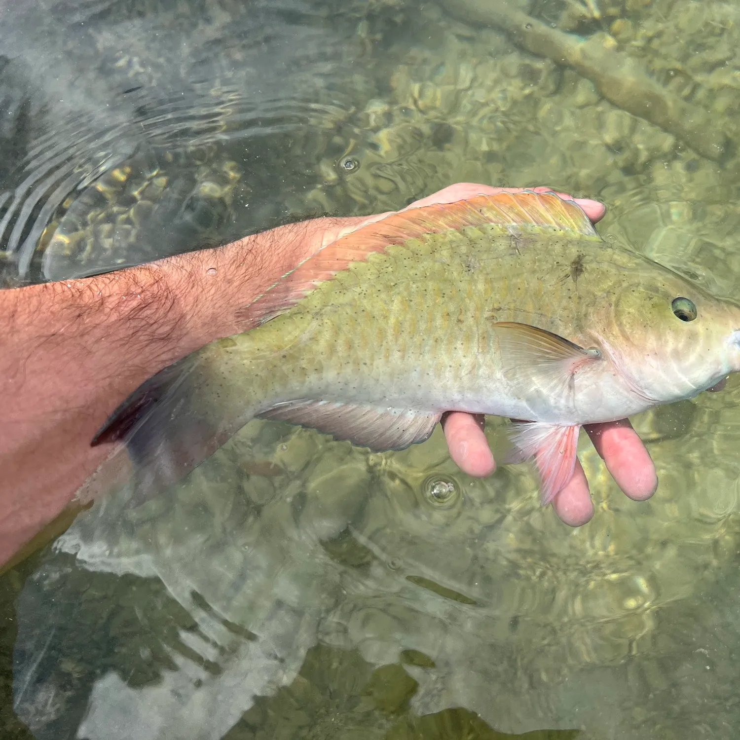 The most popular recent Common parrotfish catch on Fishbrain