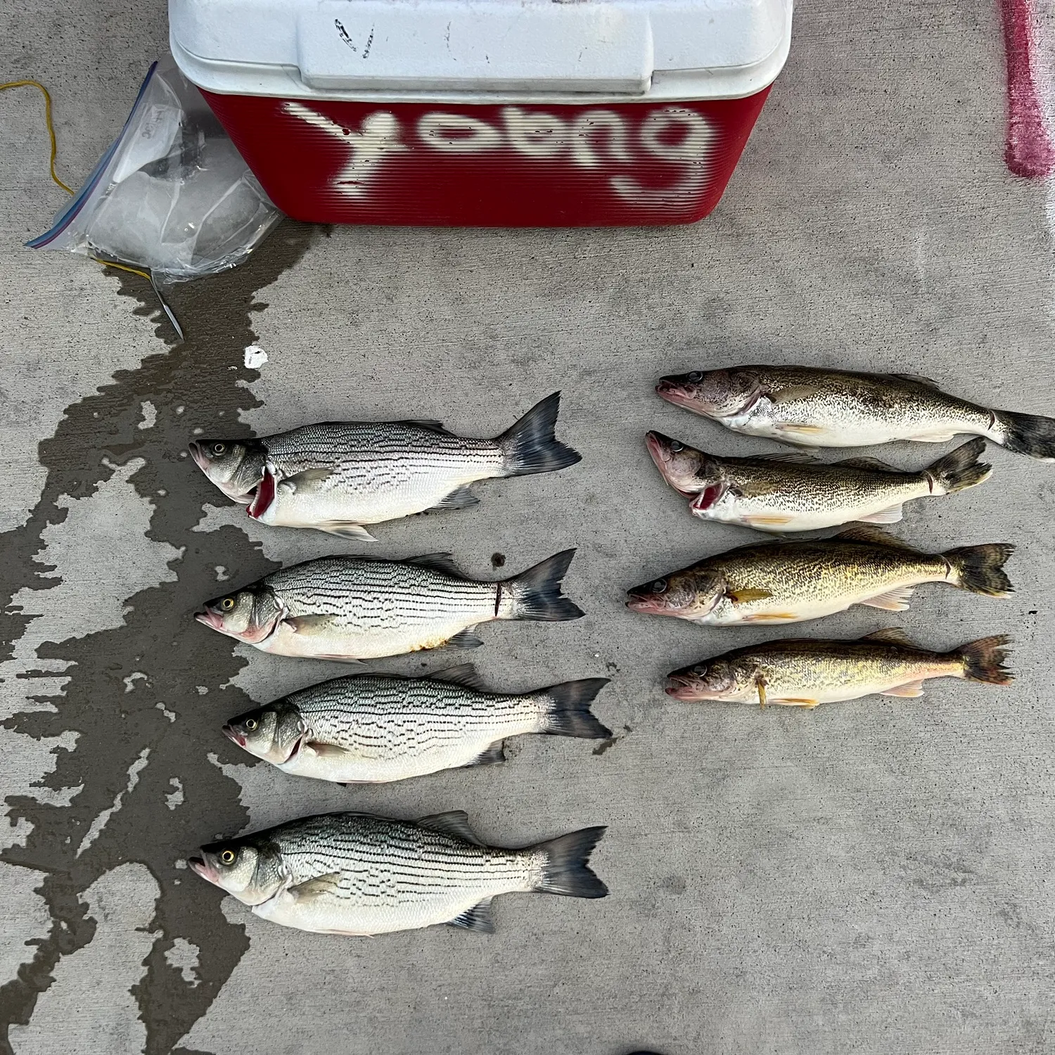 recently logged catches