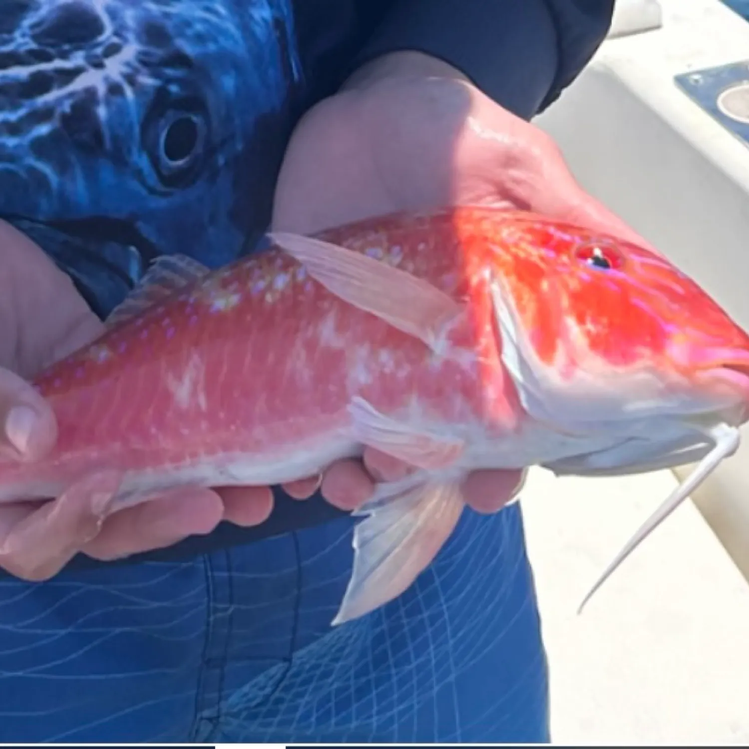 The most popular recent Chinaman snapper catch on Fishbrain